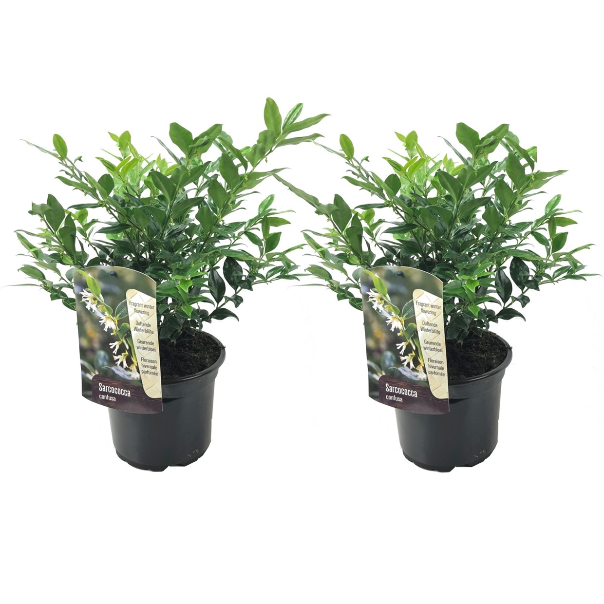 Vleesbes - Set van 2 - Sarcococca'Confusa'- Hoogte 30-40cm -⌀17cm afbeelding
