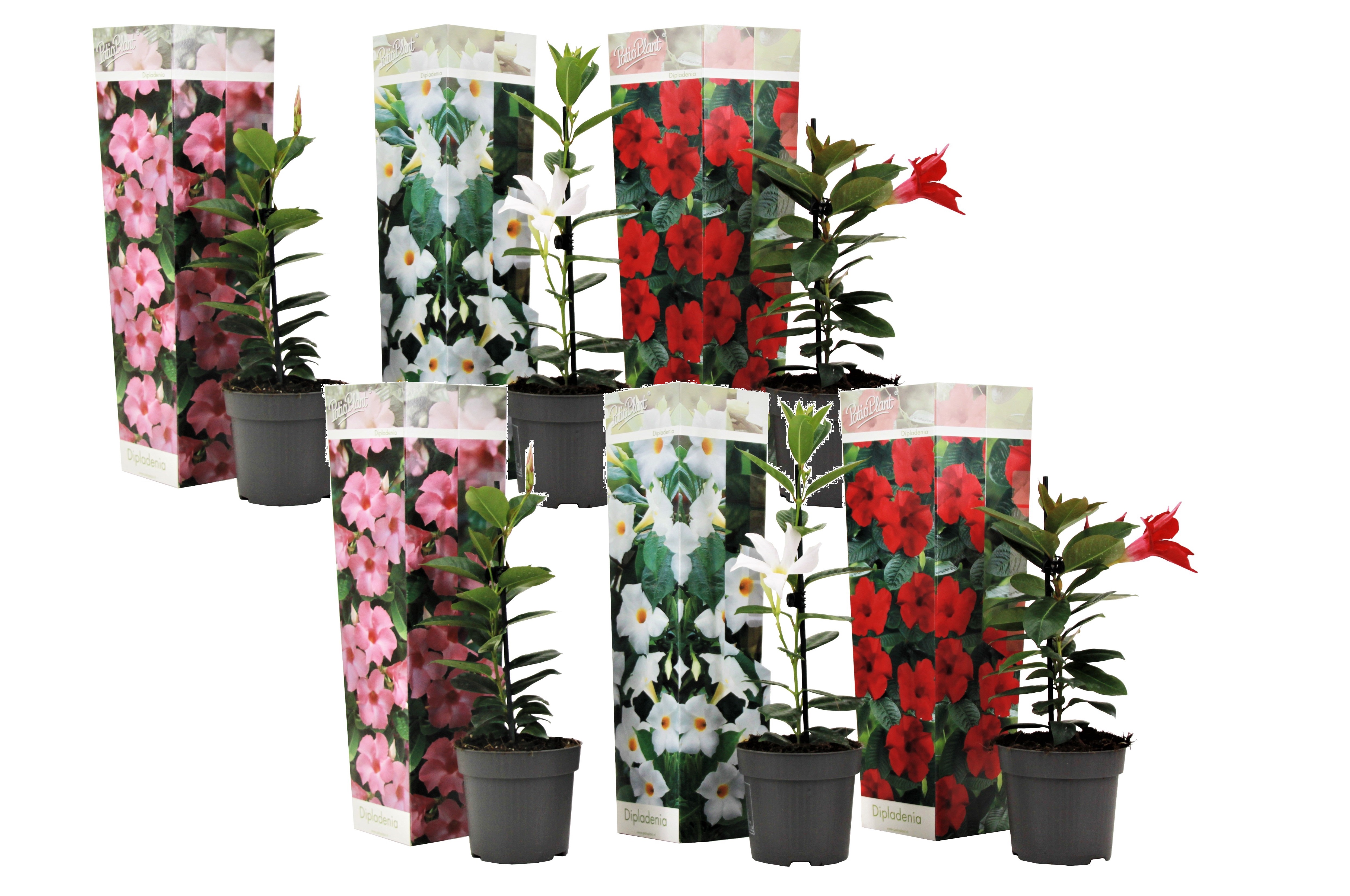 Braziliaanse Jasmijn - Set van 6 - Dipladenia'Rio Mix'- Hoogte 25-40cm -⌀9cm afbeelding
