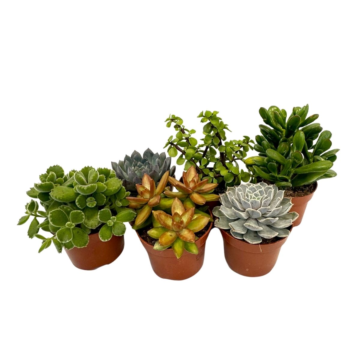 Sukulenty - 6 ks. - Succulent Mix - Výška 15-20cm - ⌀10,5cm