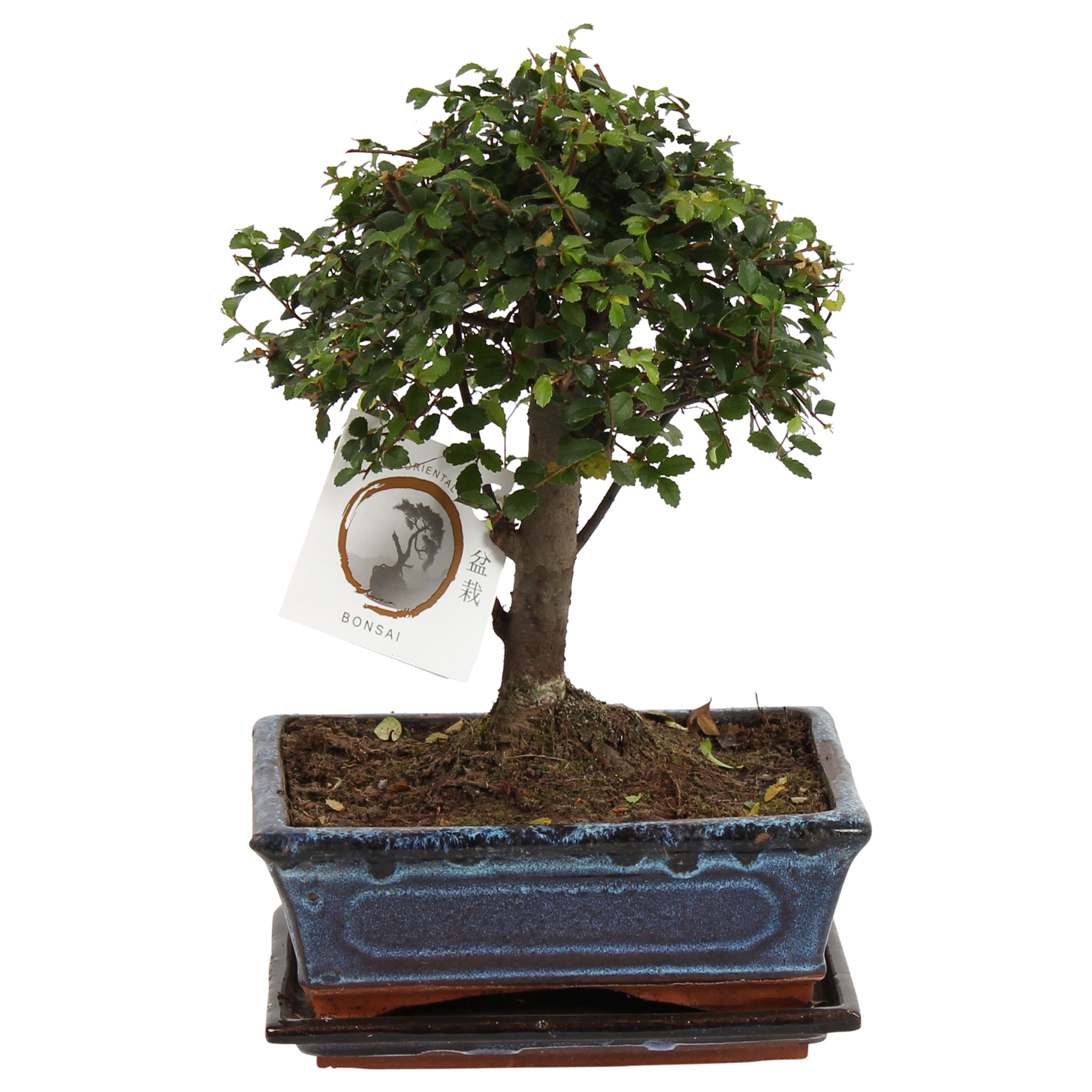 Japanse lep - Zelkova serrata - Hoogte 25-35cm -⌀20cm afbeelding