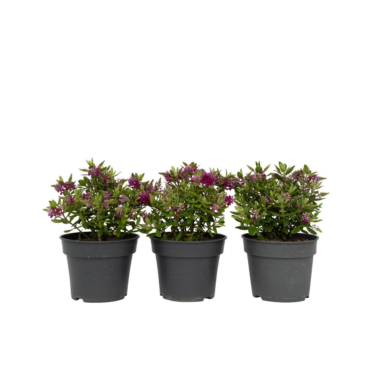 Struikveronica - Set van 3 - Hebe All Blooms'Samona'- Hoogte 30-35cm -⌀13cm afbeelding
