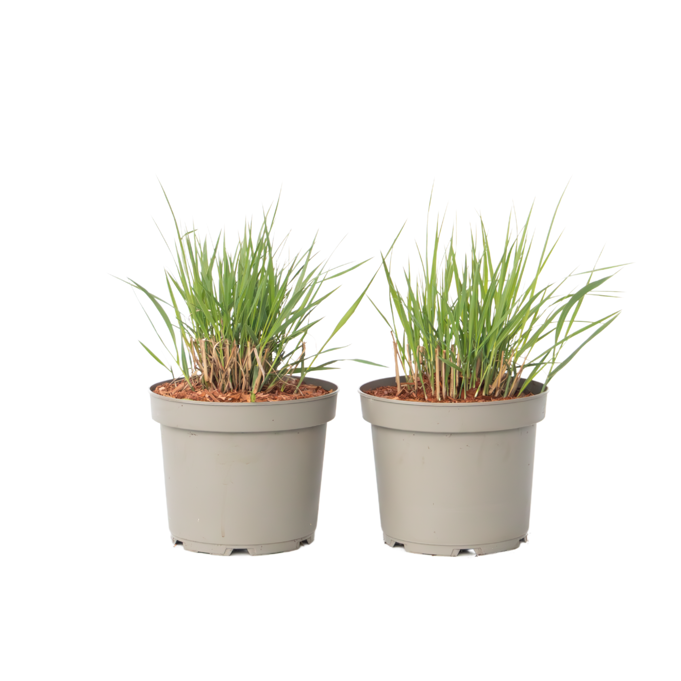Vingergras - Set van 2 - Panicum virgatum'Heavy Metal'- Hoogte 40-60cm -⌀23cm afbeelding