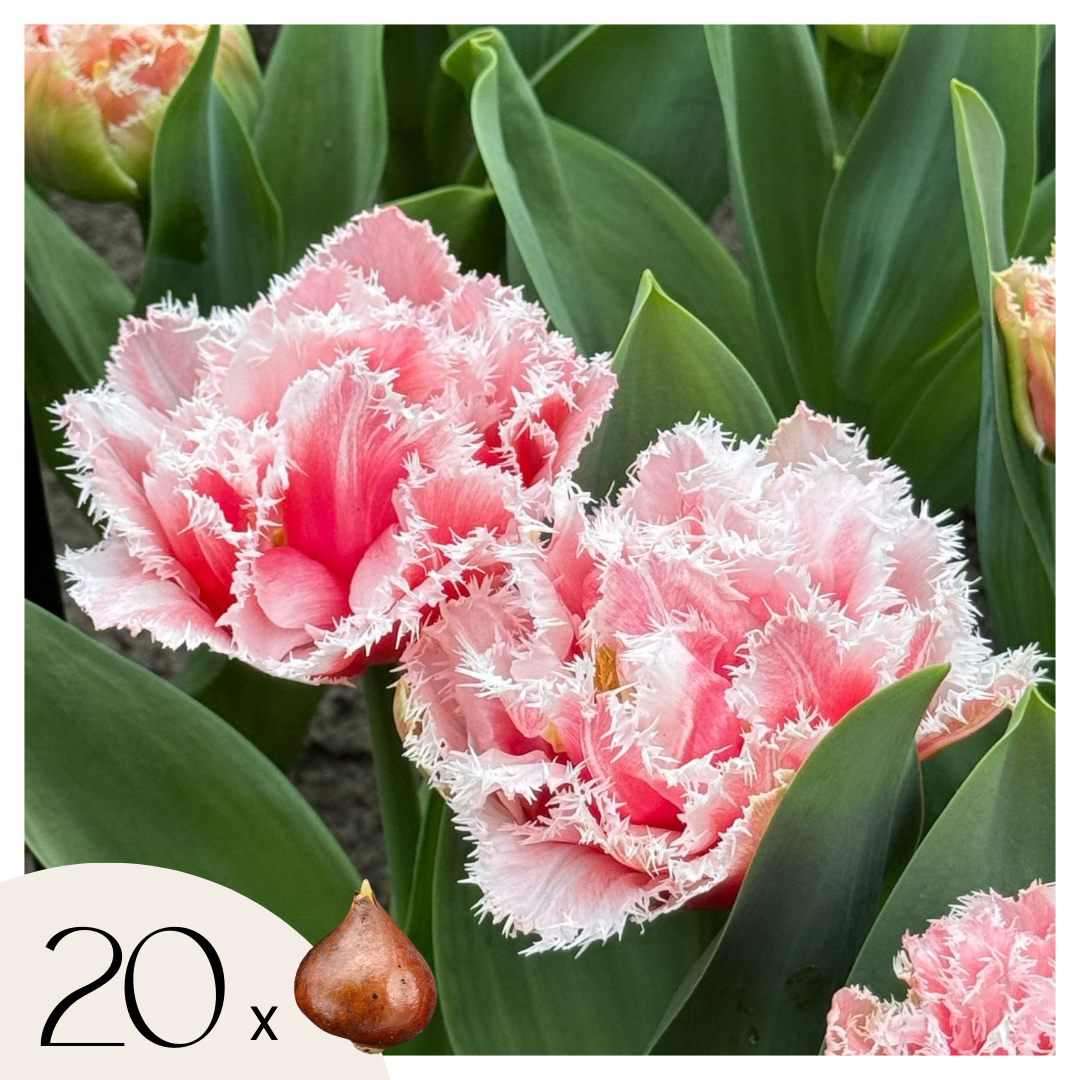Tulpenbollen - Set van 20 - Tulipa'Queensland'- Bloembollen - Roze afbeelding