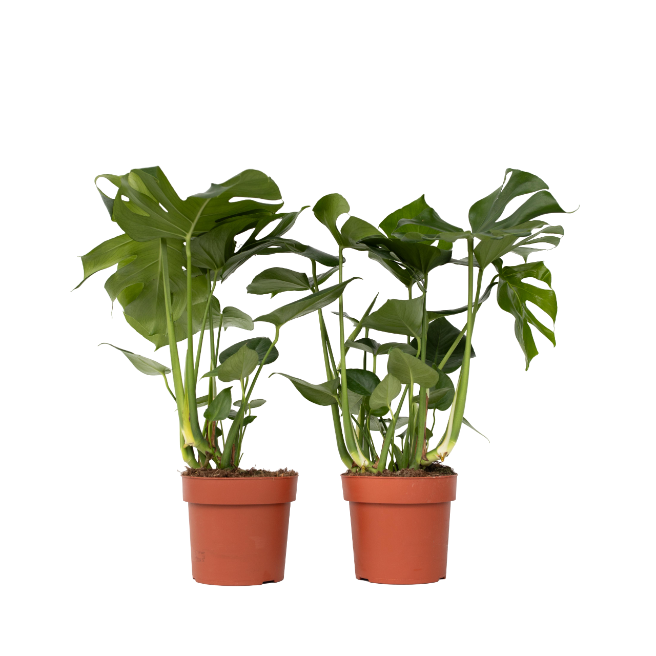 Gatenplant - Set van 2 - Monstera deliciosa - Hoogte 70-80cm -⌀21cm afbeelding