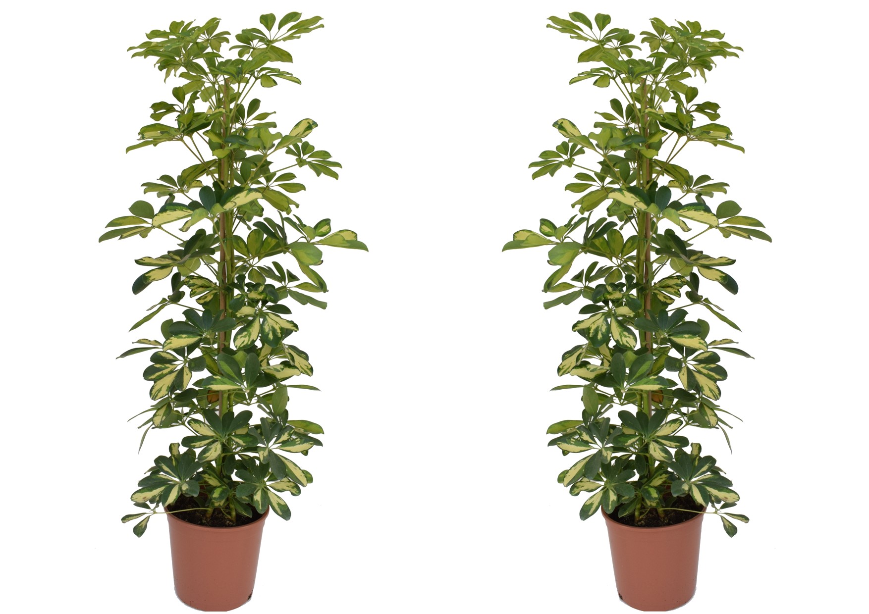 Vingersboom - Set van 2 - Schefflera'Dalton'- Hoogte 90-100cm -⌀21cm afbeelding