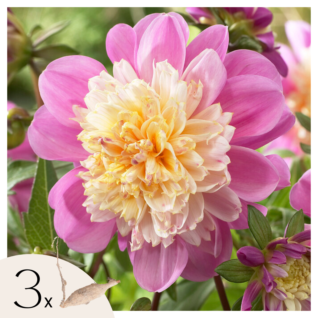 Dahliaknollen - Set van 3 - Dahlia'Take Off'- Roze afbeelding