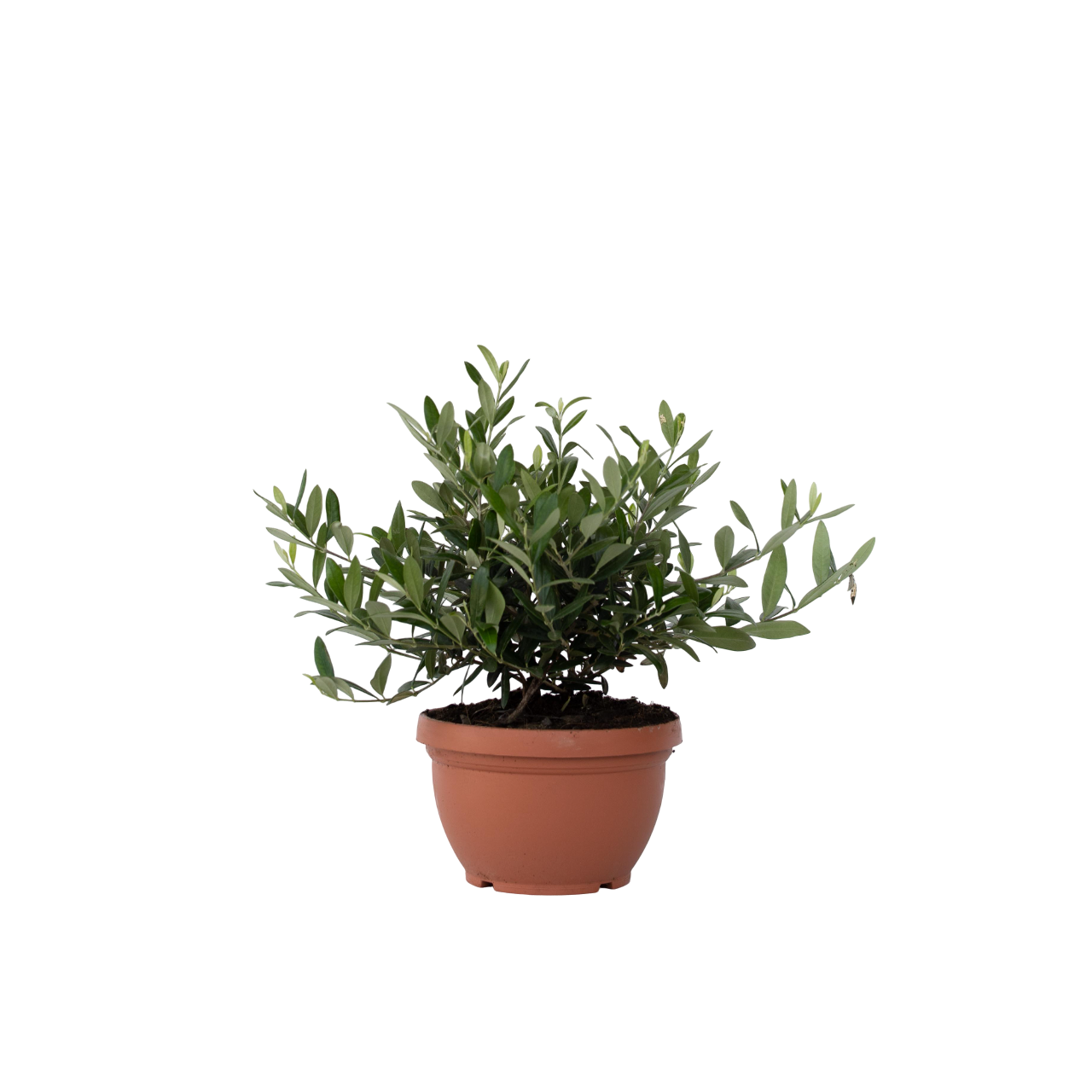 Olijfboom - Olea europaea - Hoogte 30-40cm -⌀21cm afbeelding