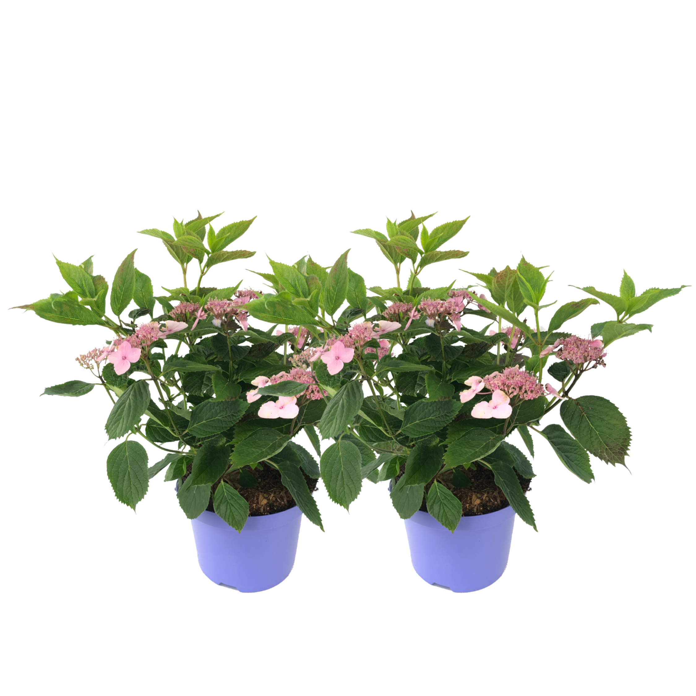 Hortensia - Set van 2 - Hydrangea'Magic Pillow'- Hoogte 25-40cm -⌀19cm afbeelding
