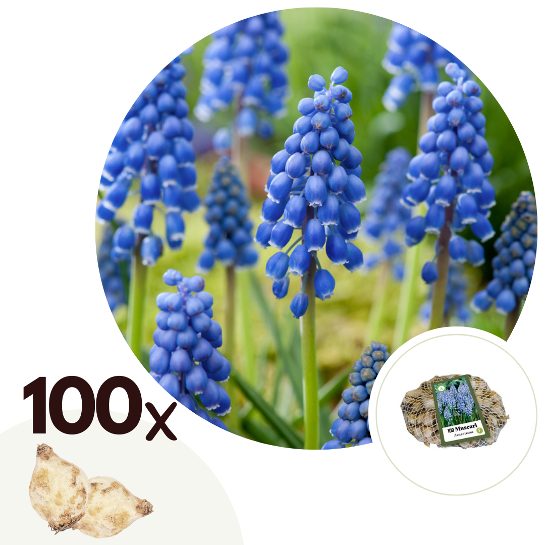Druifhyacint - Set van 100 - Muscari armeniacum - Bloembollen - Blauw afbeelding