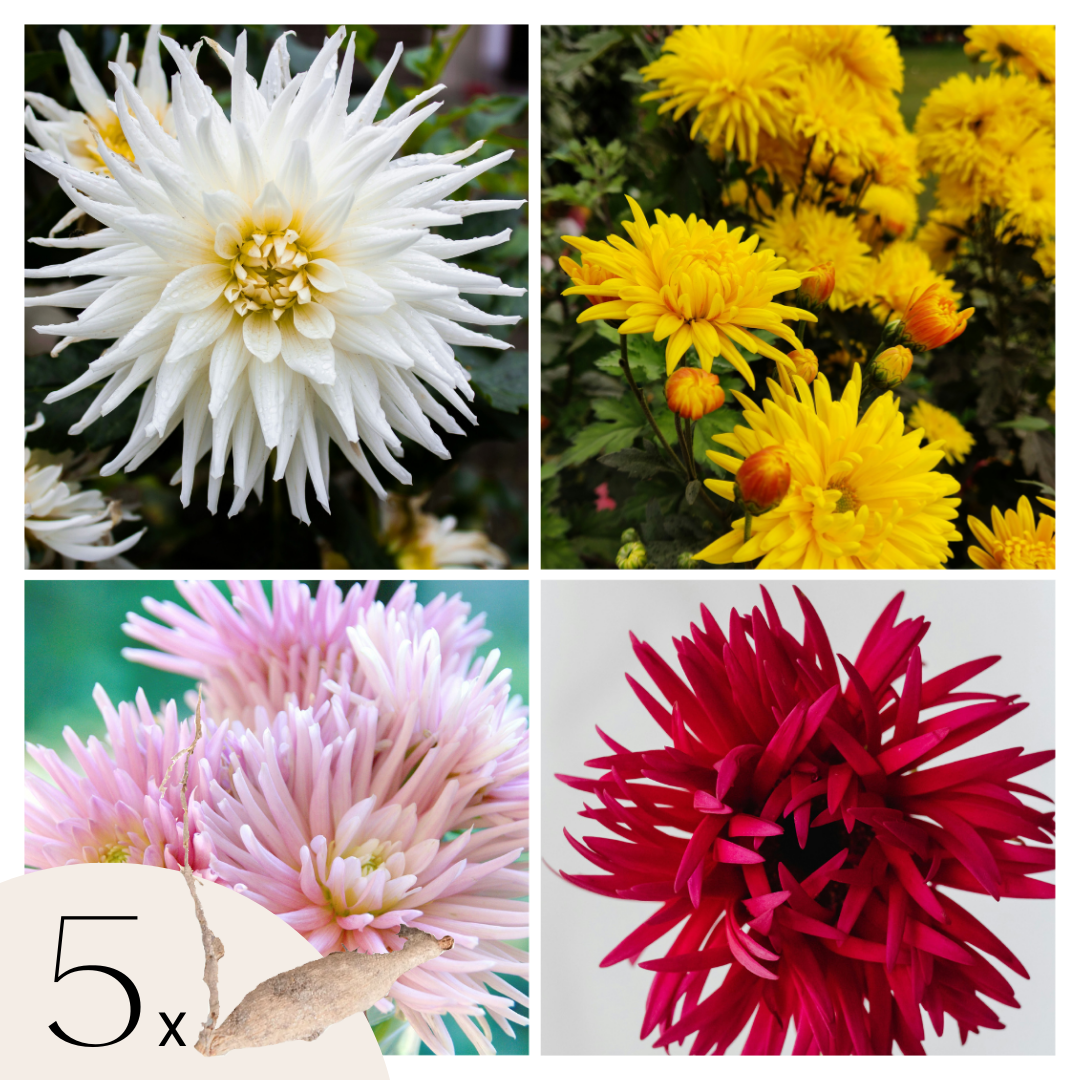 Dahliaknollen - Set van 5 - Dahlia'Cactus Mix' afbeelding
