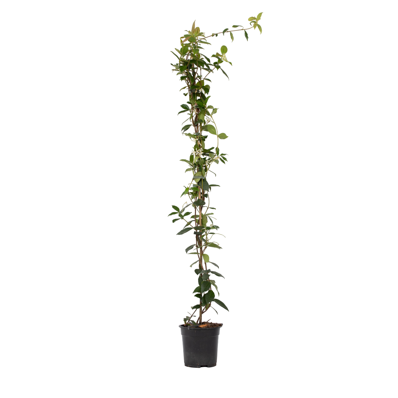Jasmijn - Trachelospermum jasminoides - Hoogte 110-120cm -⌀17cm afbeelding
