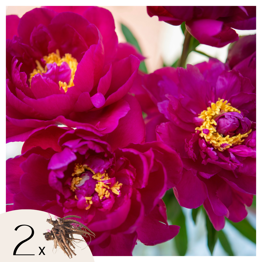 Pioenen - Set van 2 - Paeonia'Karl Rosenfield'- Wortelstokken - Roze afbeelding