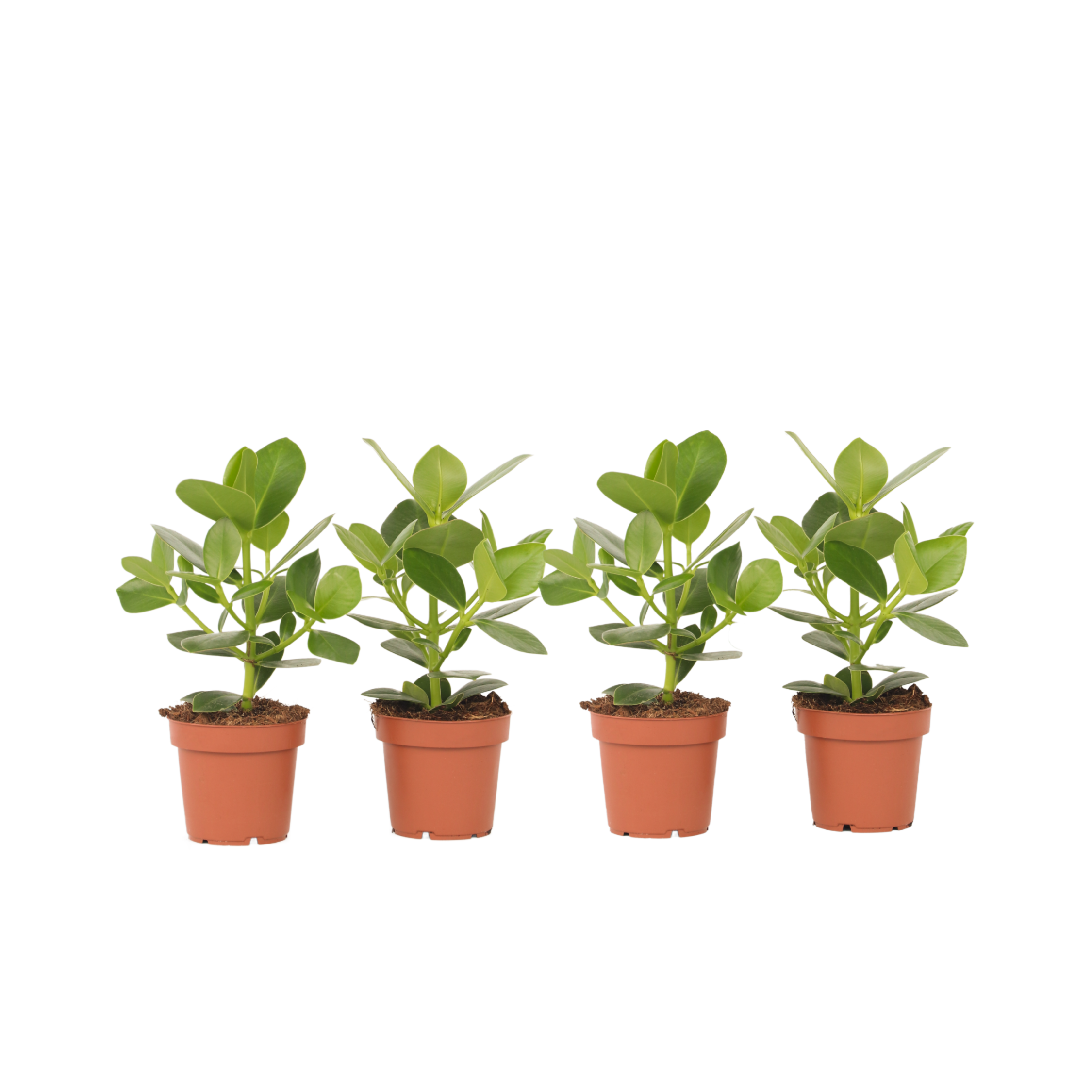 Varkensboom - Set van 4 - Clusia rosea'Princess'- Hoogte 25-35cm -⌀12cm afbeelding