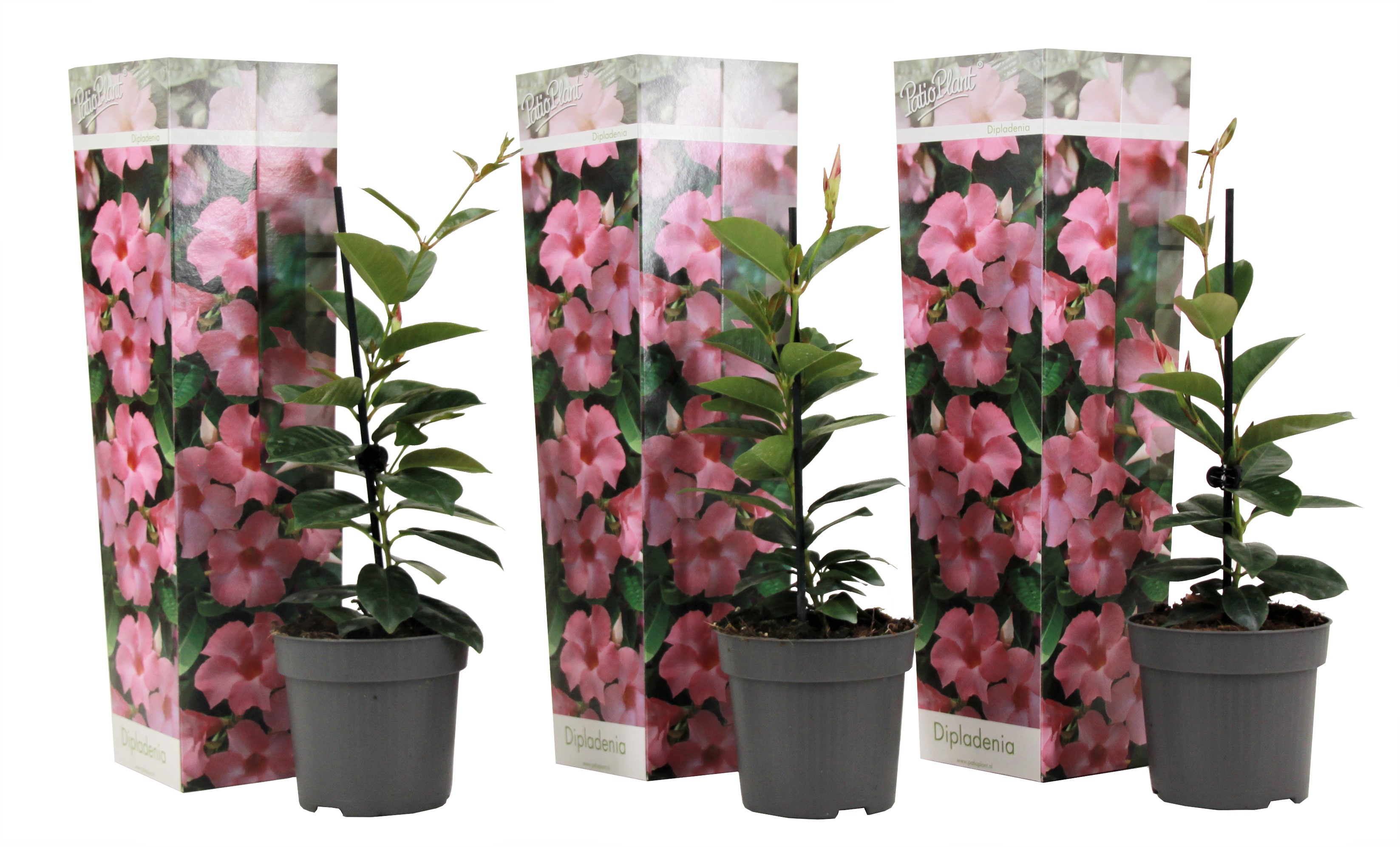 Mandevilla - Set van 3 - Dipladenia sanderii'Rio Pink'- Hoogte 25-40cm -⌀9cm afbeelding