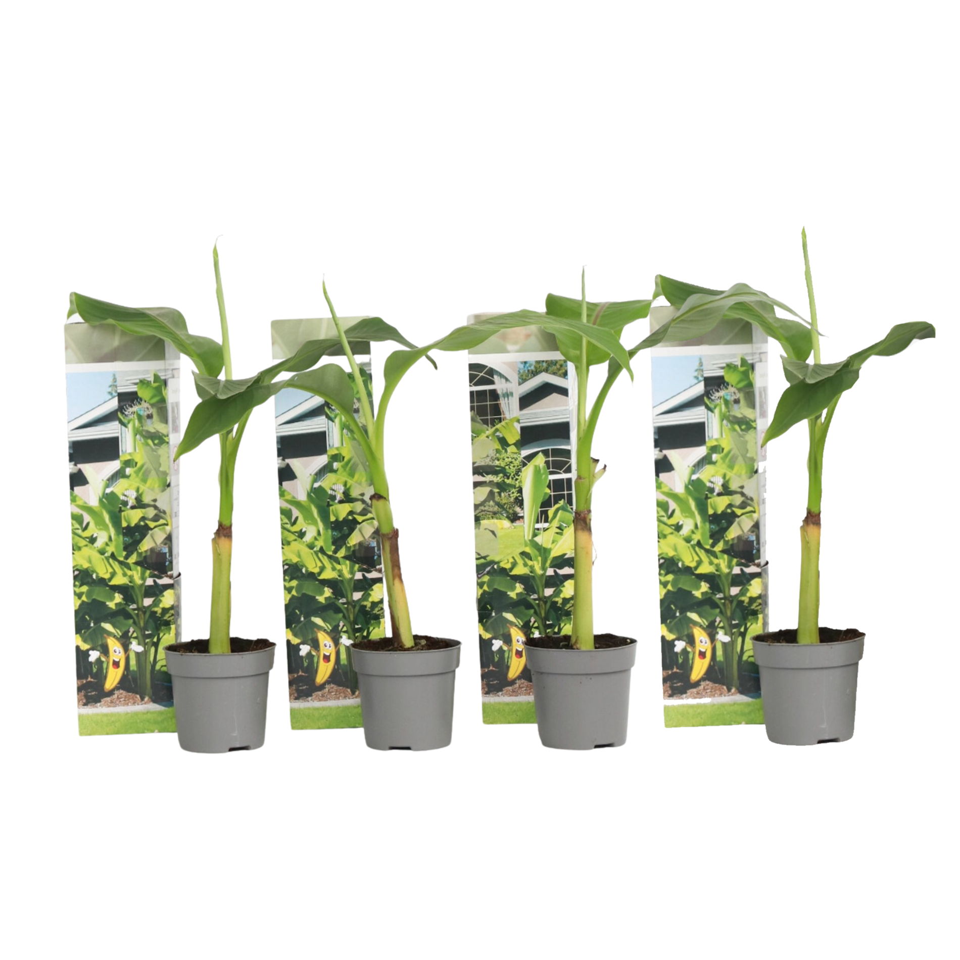 Bananenplant - Set van 4 - Musa basjoo - Hoogte 25-40cm -⌀9cm afbeelding