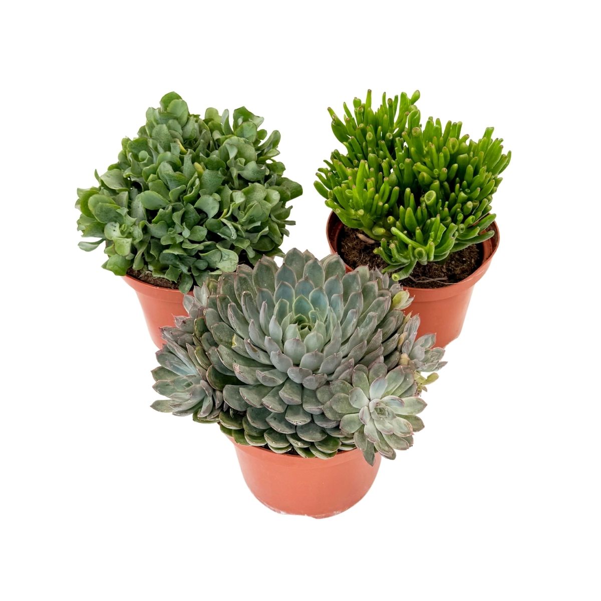 Sukulenty - 3 ks. - Succulent Mix - Výška 30-35cm - ⌀17cm