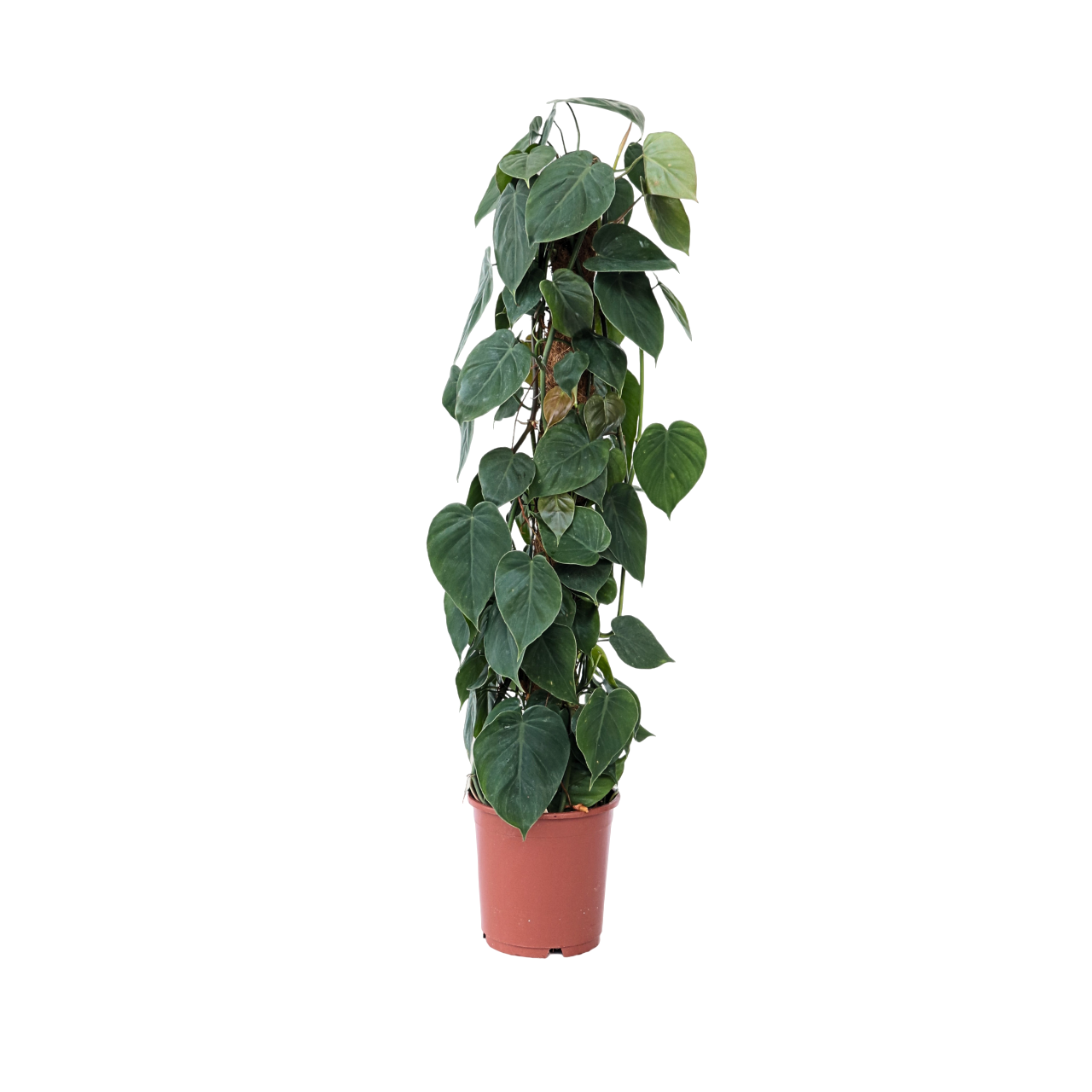 Philodendron - Philodendron scandens - Hoogte 150-160cm -⌀27cm afbeelding