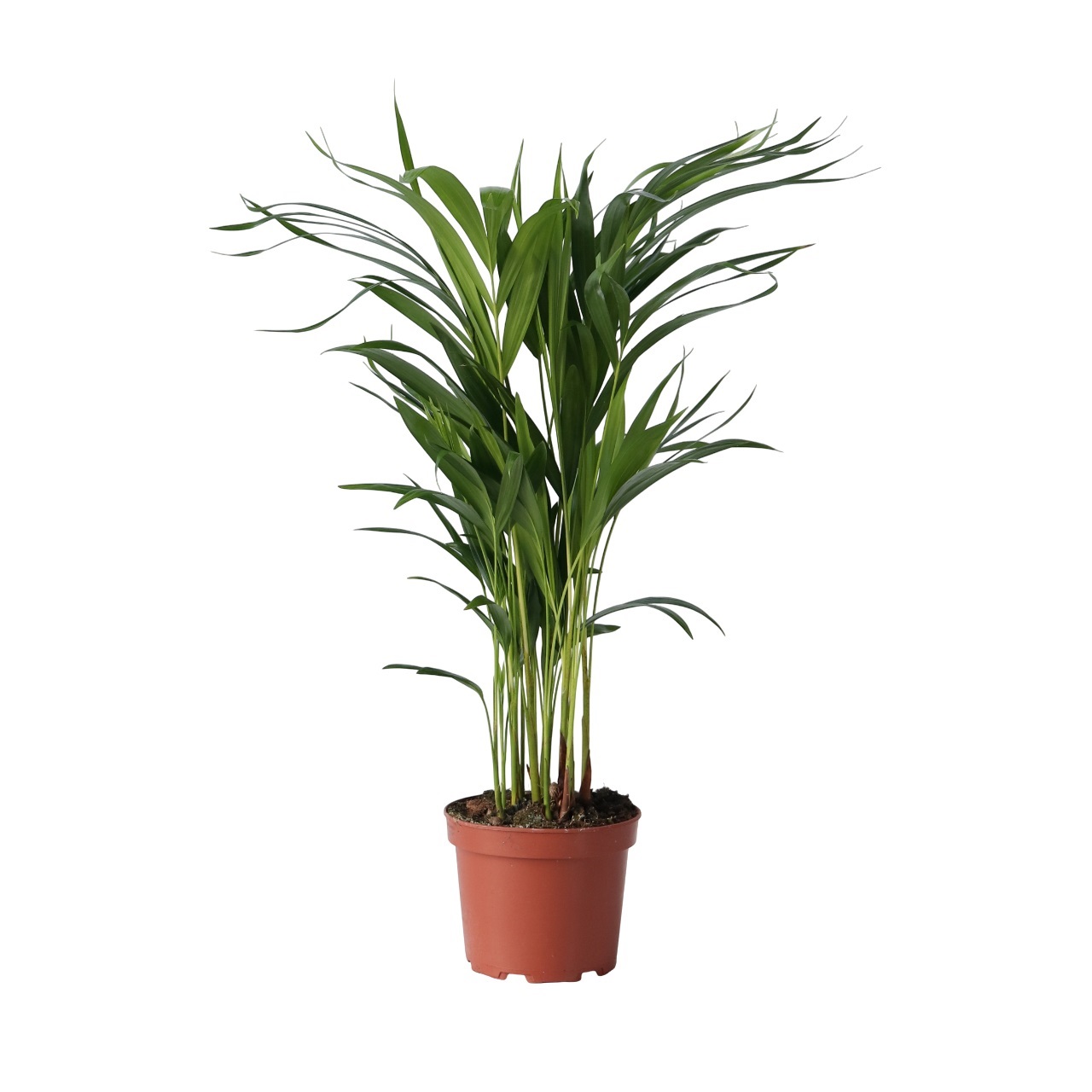 Areca goudpalm - Dypsis lutescens - Hoogte 60-70cm -⌀17cm afbeelding