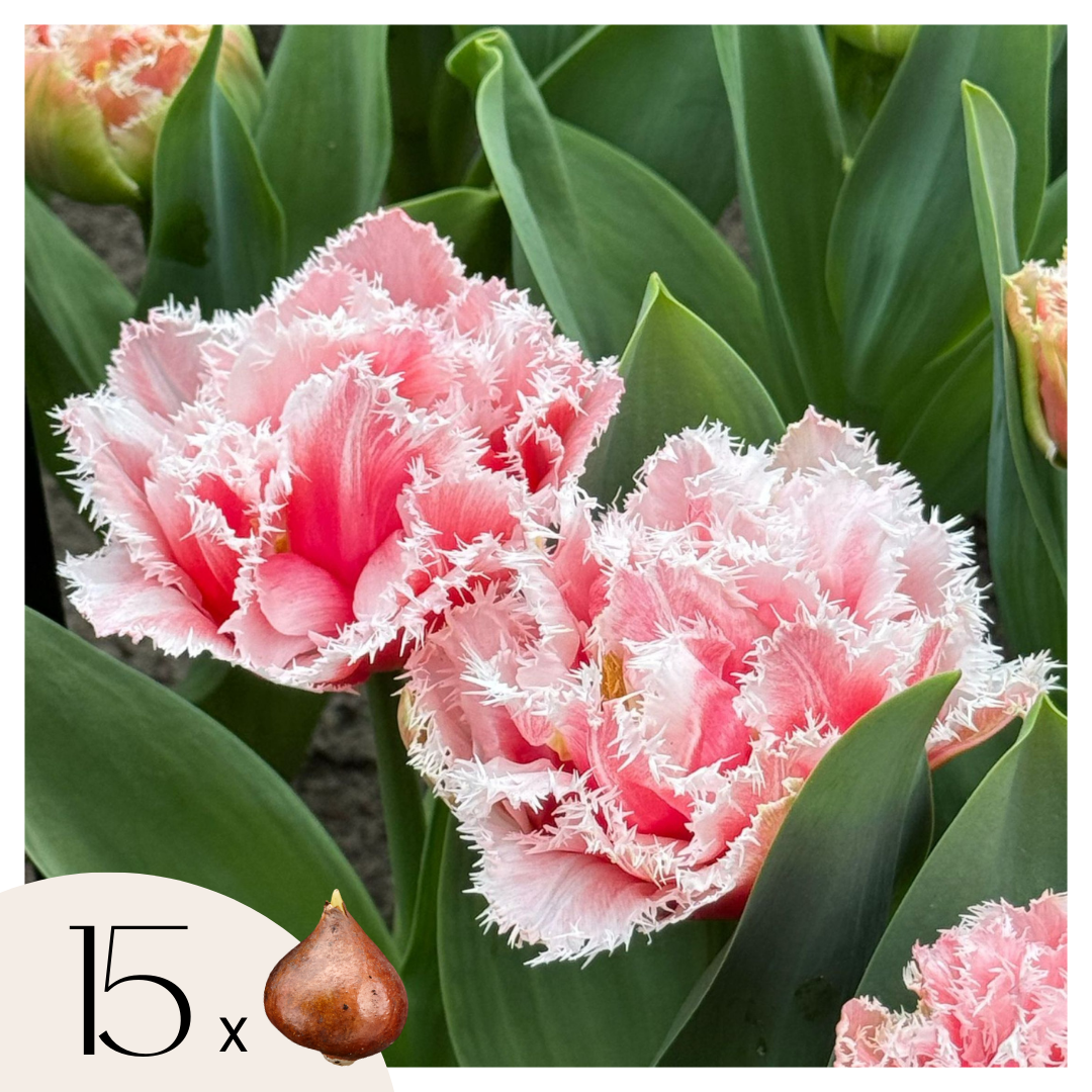 Tulpenbollen - Set van 15 - Tulipa'Queensland'- Bloembollen - Roze afbeelding
