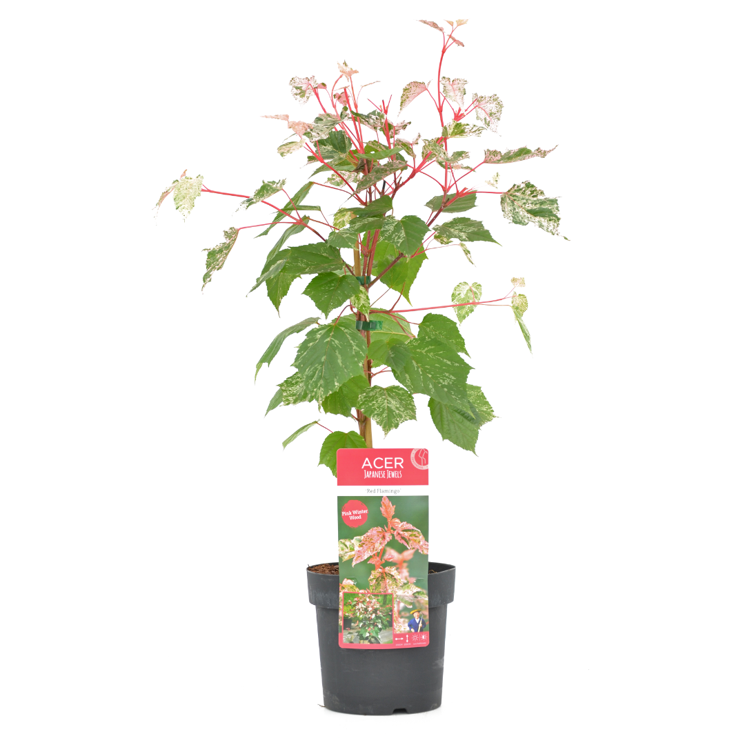 Japanse Esdoorn - Acer conspicuum'Red Flamingo'- Hoogte 50-60cm -⌀19cm afbeelding