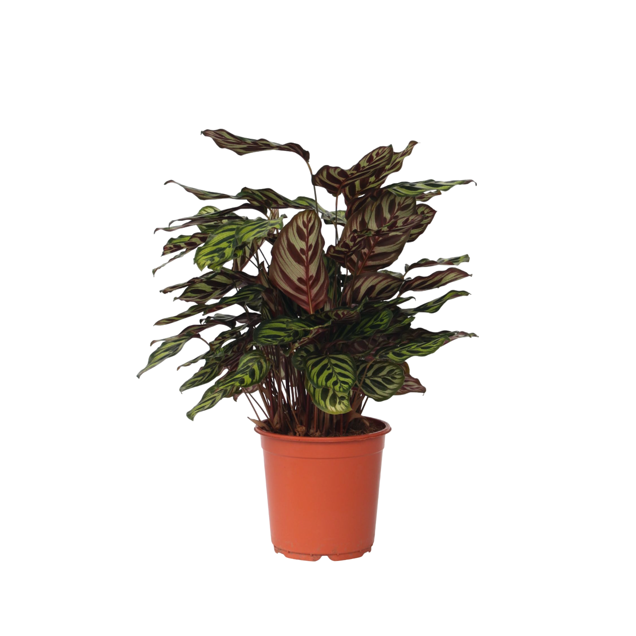 Pauwenplant - Calathea'Makoyana'- Hoogte 60-70cm -⌀21cm afbeelding