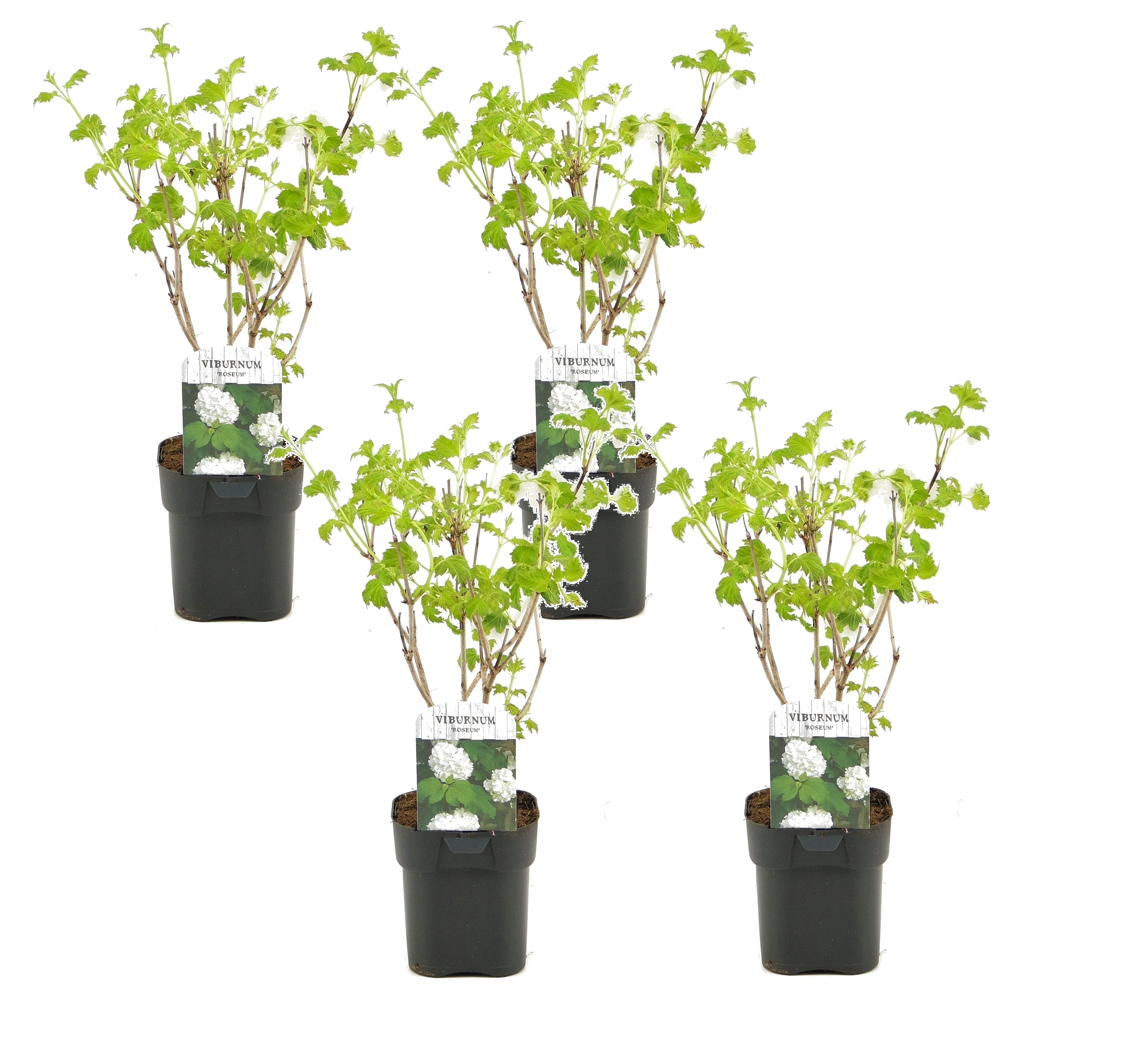 Sneeuwbalplant - Set van 4 - Viburnum opulus'Roseum'- Hoogte 25-40cm -⌀17cm afbeelding