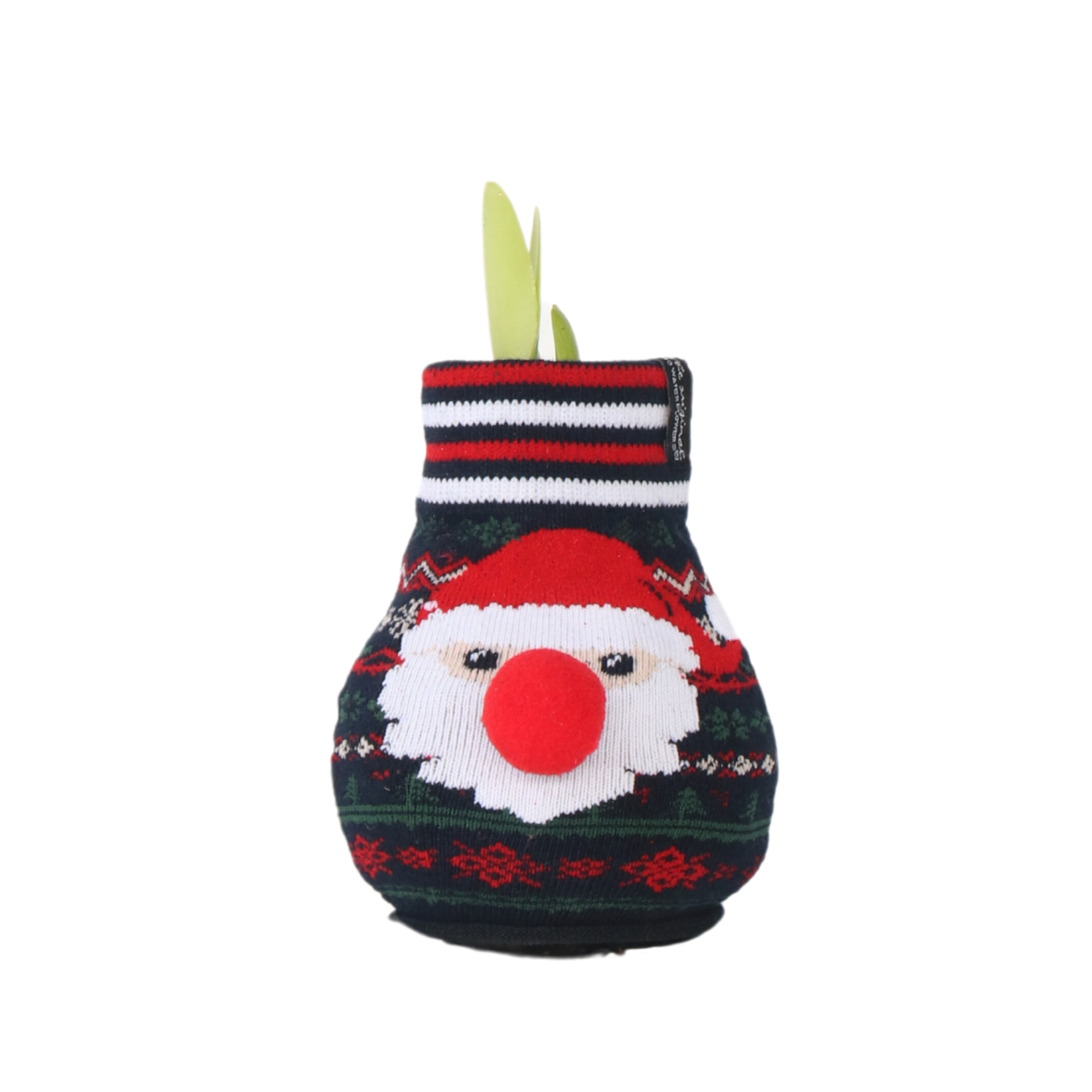 Amaryllis - Hippeastrum'Santa Sweater'- Bloembol - Rood afbeelding