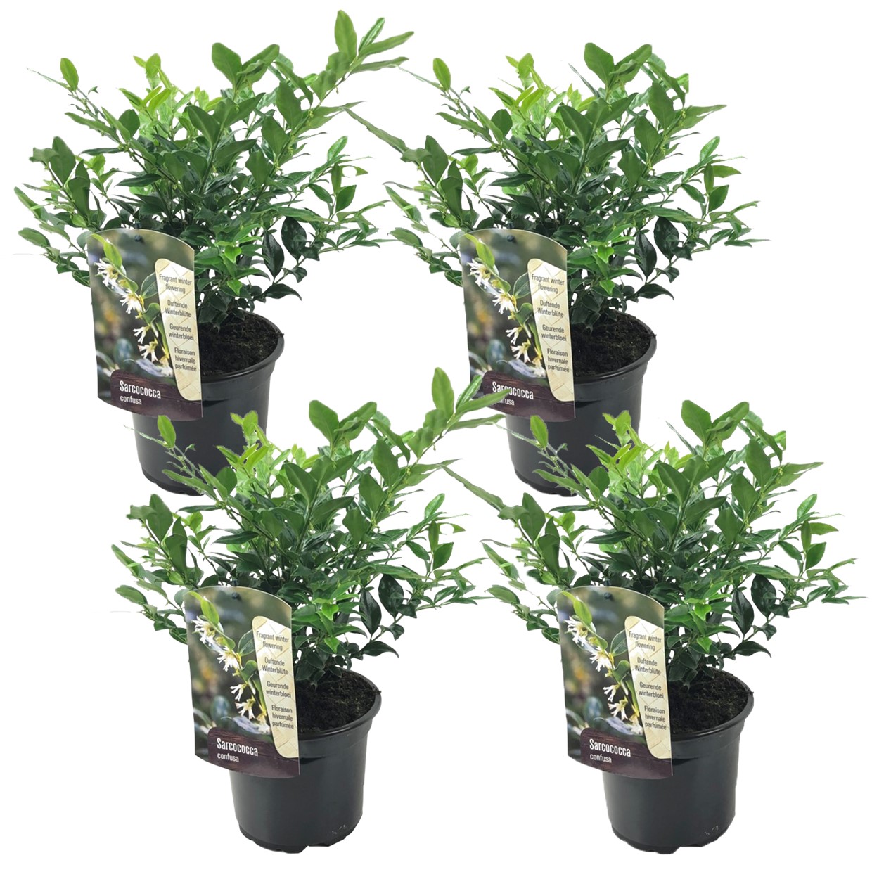 Vleesbes - Set van 4 - Sarcococca'Confusa'- Hoogte 30-40cm -⌀17cm afbeelding
