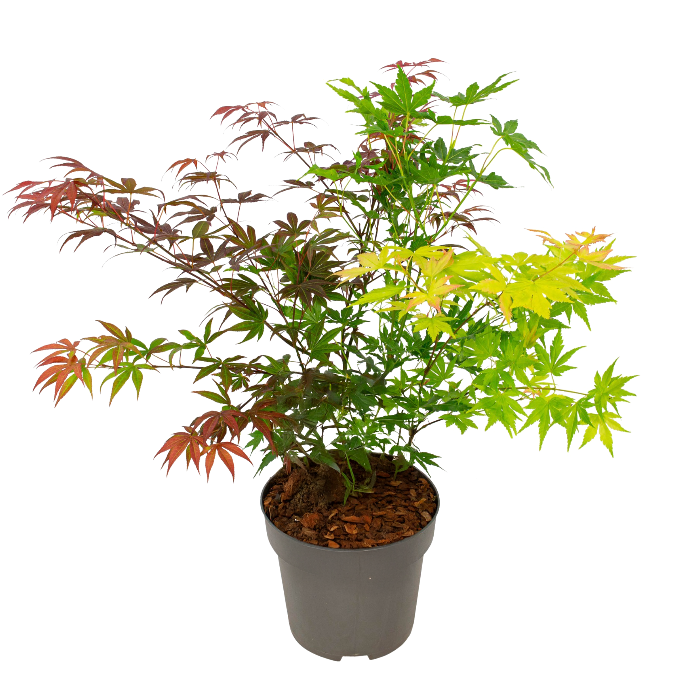 Japanse Esdoorn - Acer palmatum'Festival'- Hoogte 60-70cm -⌀19cm afbeelding