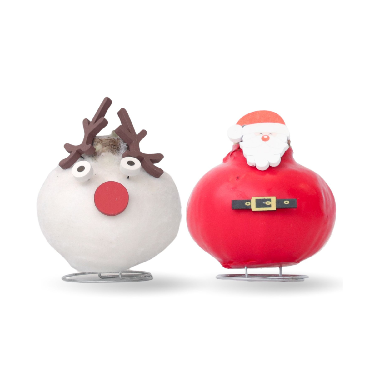 Amaryllis - Set van 2 - Hippeastrum'Wax special Santa Mix' afbeelding