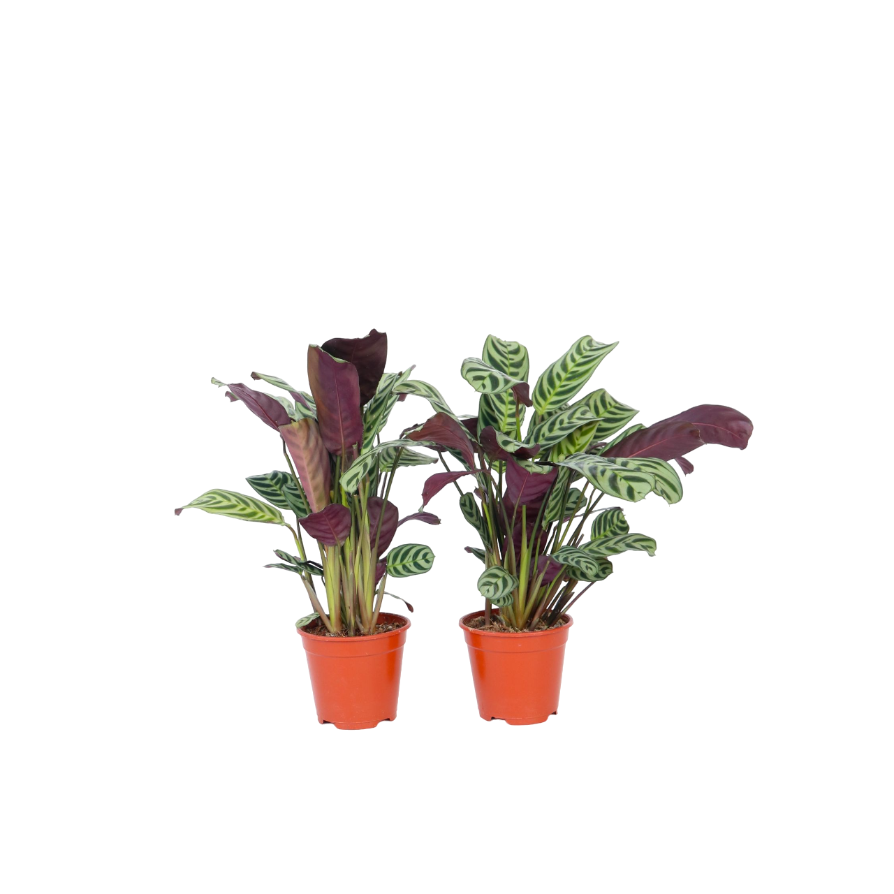 Gebedsplant - Set van 4 - Ctenanthe'burle-marxii'- Hoogte 25-40cm -⌀12cm afbeelding