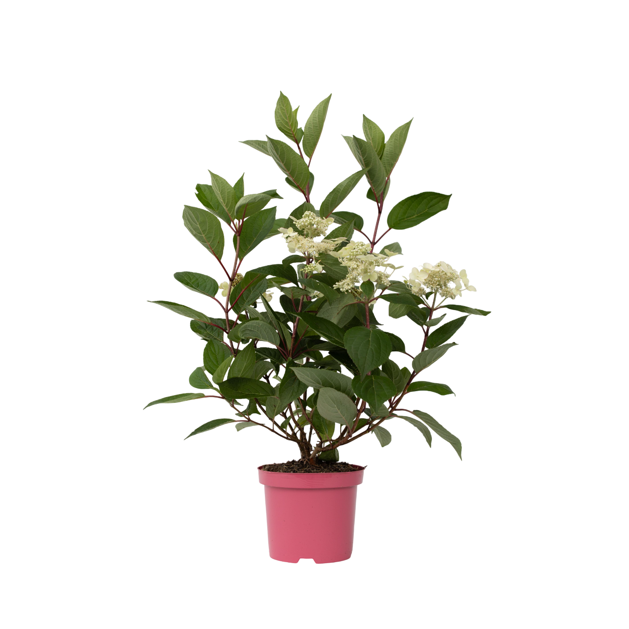 Pluimhortensia - Hydrangea paniculata'Early Harry'- Hoogte 25-40cm -⌀19cm afbeelding