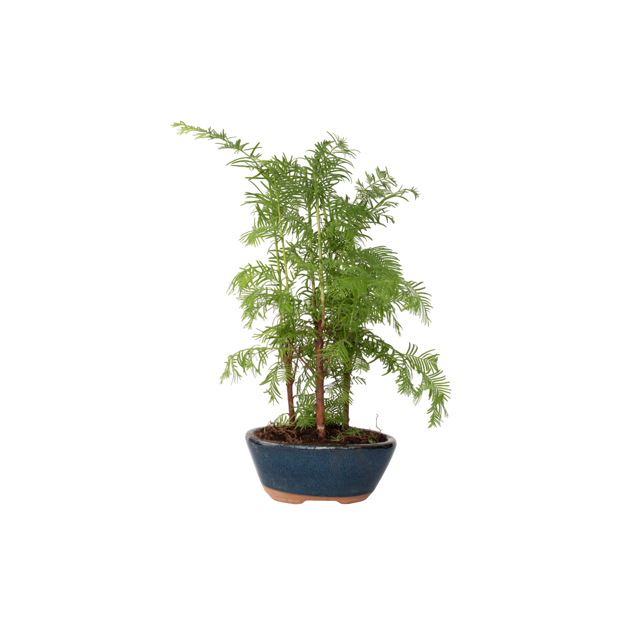 Watercipres - Bonsai'Metasequoia Forest'- Hoogte 20-30cm -⌀15cm afbeelding