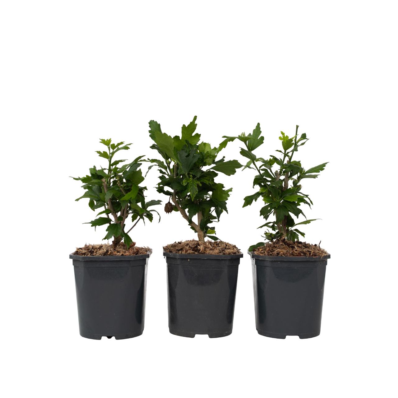 Altheastruiken - Set van 3 - Hibiscus syriacus - Hoogte 25-40cm -⌀17cm afbeelding