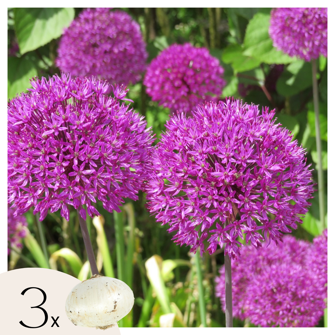 Alliumbollen - Set van 3 - Allium'Millenium'- Bloembollen - Paars afbeelding