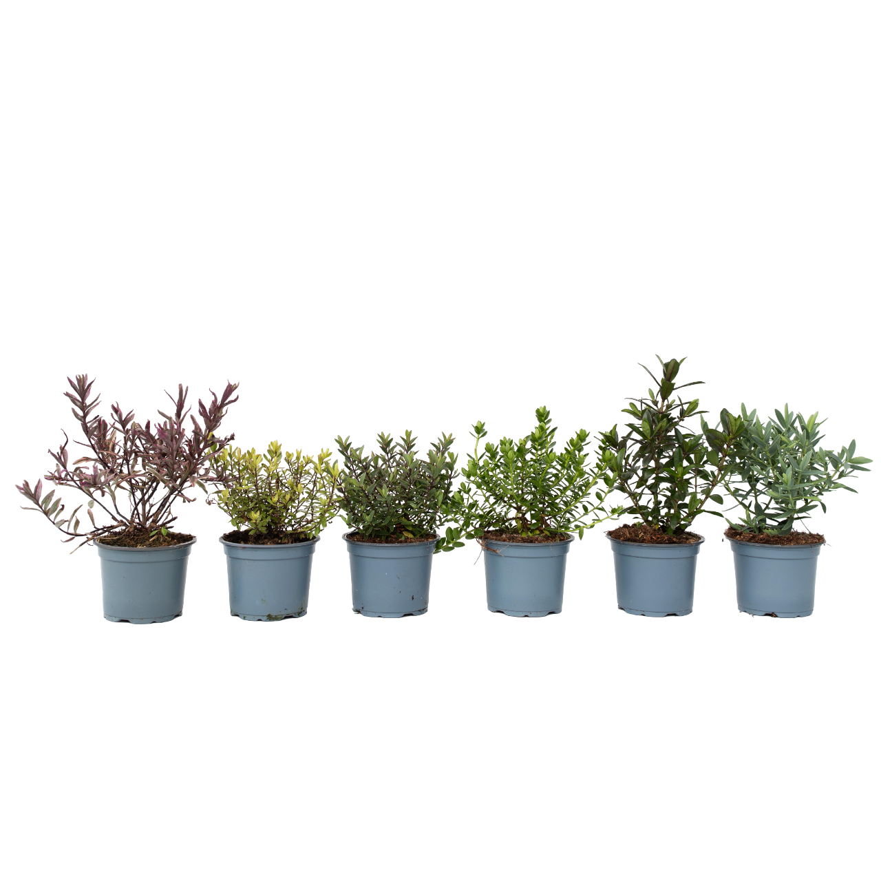Struikveronica - Set van 12 - Hebe pinguifolia - Hoogte 15-20cm -⌀10,5cm afbeelding
