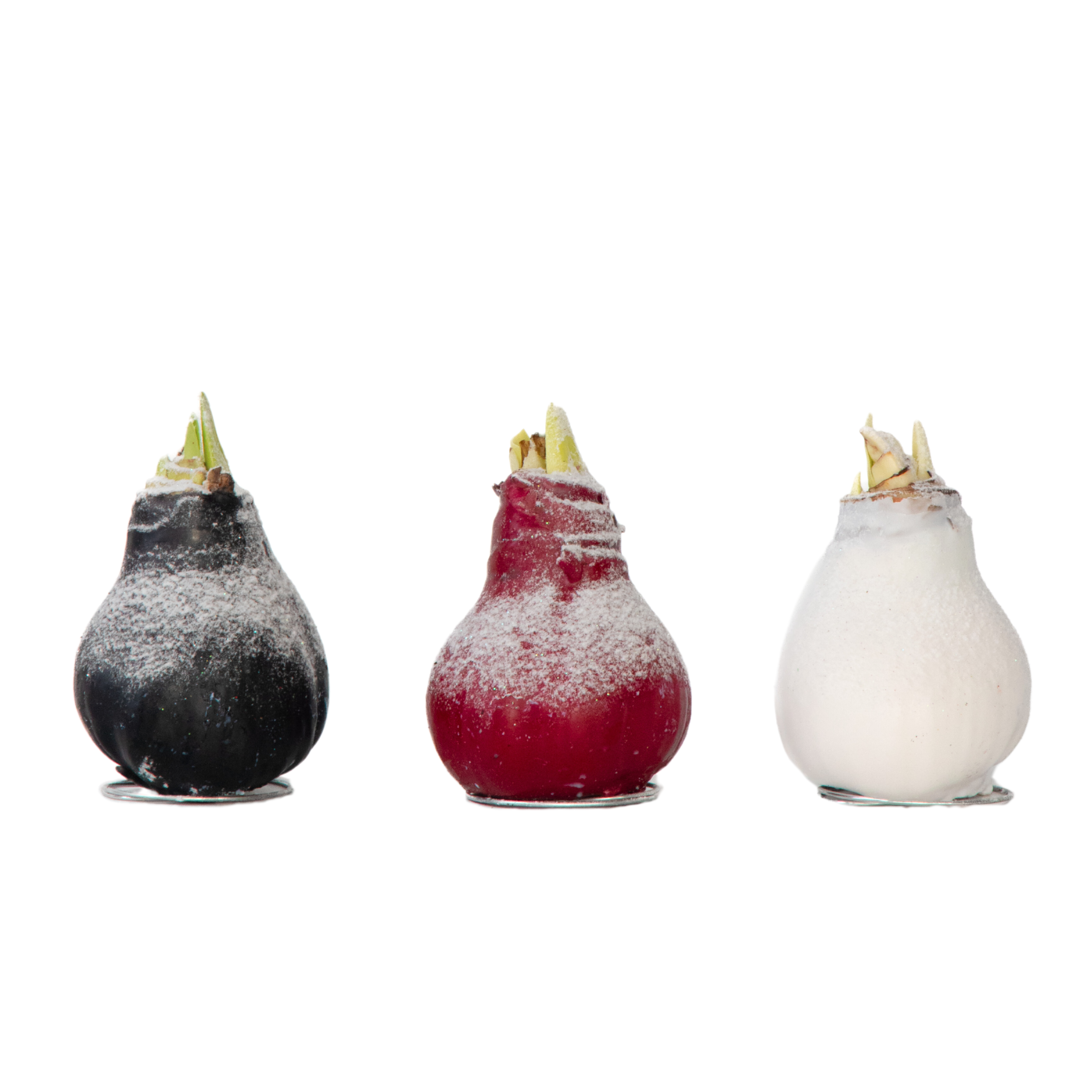 Amaryllis - Hippeastrum'Wax Snow Mix'- Bloembol - Rood afbeelding