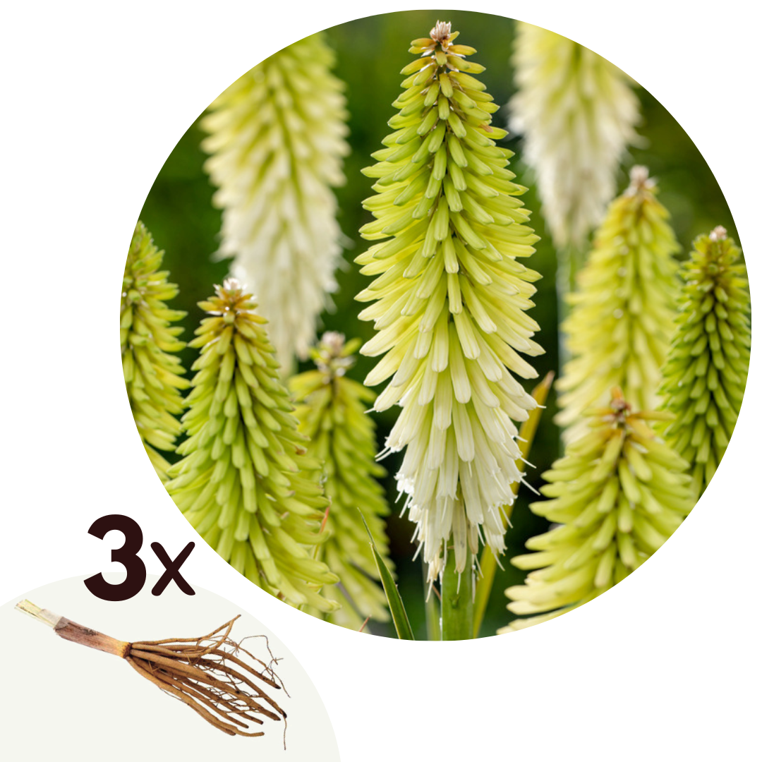 Vuurpijl - Fakkellelie - Set van 3 - Tritoma'Ice Queen'- Wortelstokken - Wit afbeelding