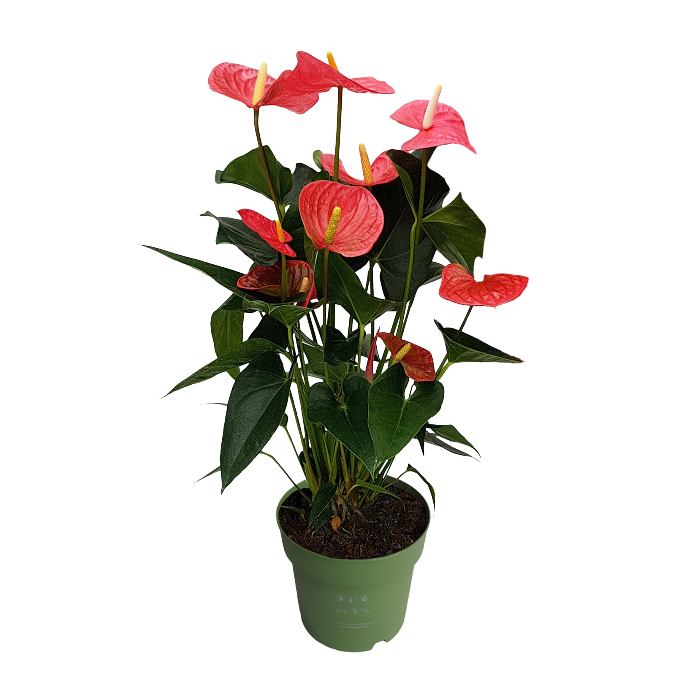 Flamingoplant - Anthurium'Maine Pink'- Hoogte 55-70cm -ø17cm afbeelding