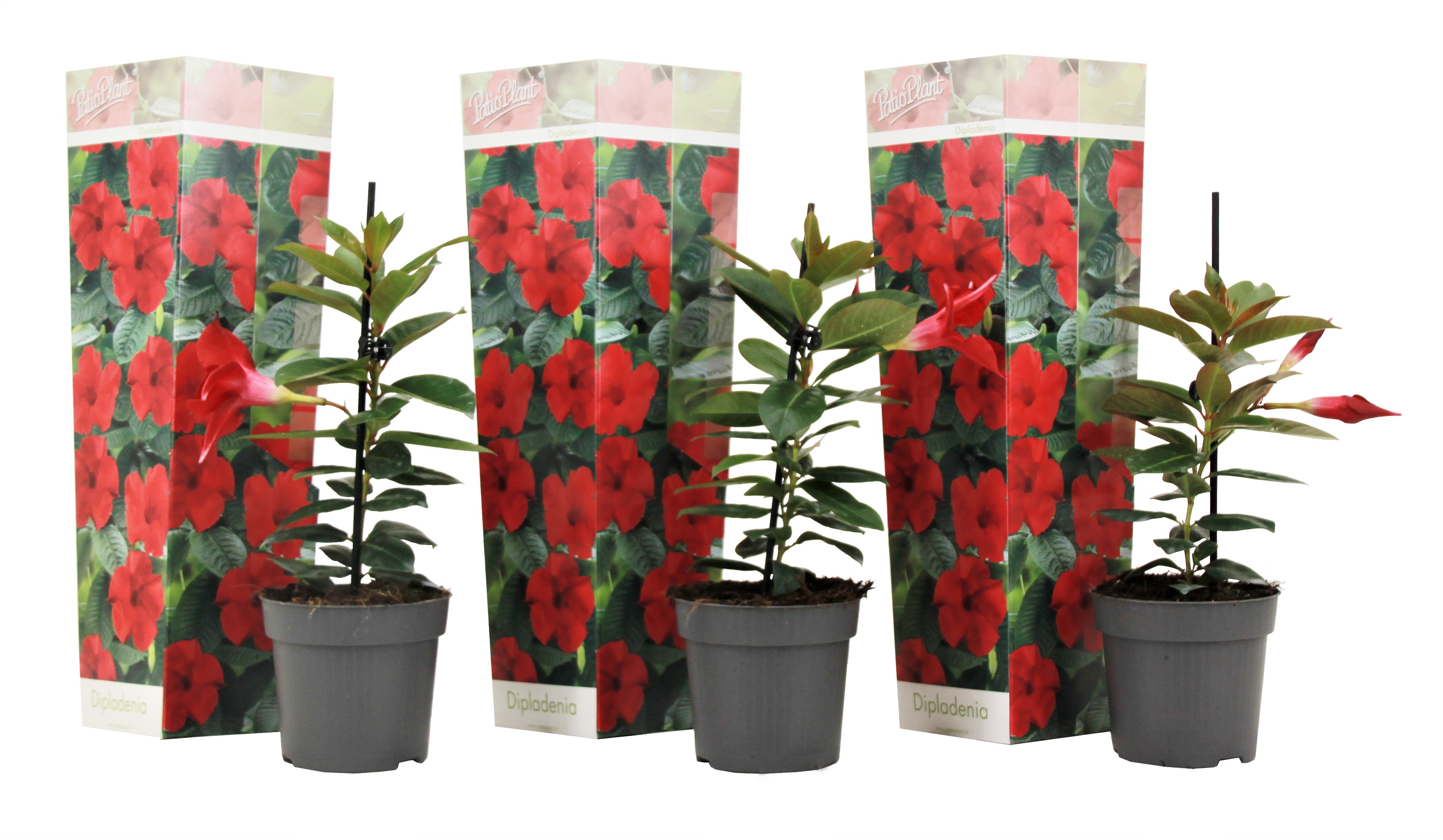 Mandevilla - Set van 3 - Dipladenia sanderii'Rio Red'- Hoogte 25-40cm -⌀9cm afbeelding