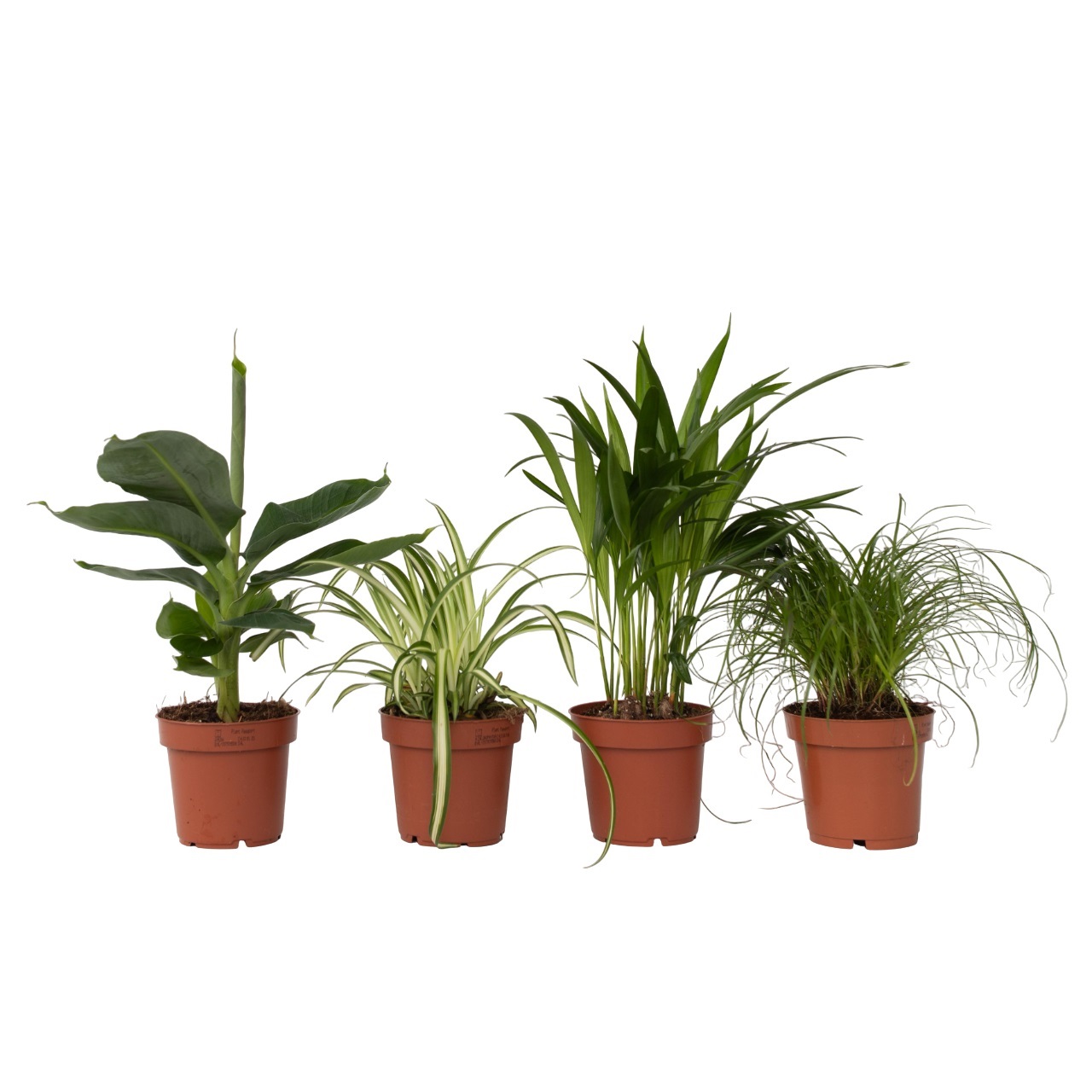Huisdiervriendelijke planten - Set van 4 - Kamerplanten - Hoogte 25-40cm -⌀12cm afbeelding