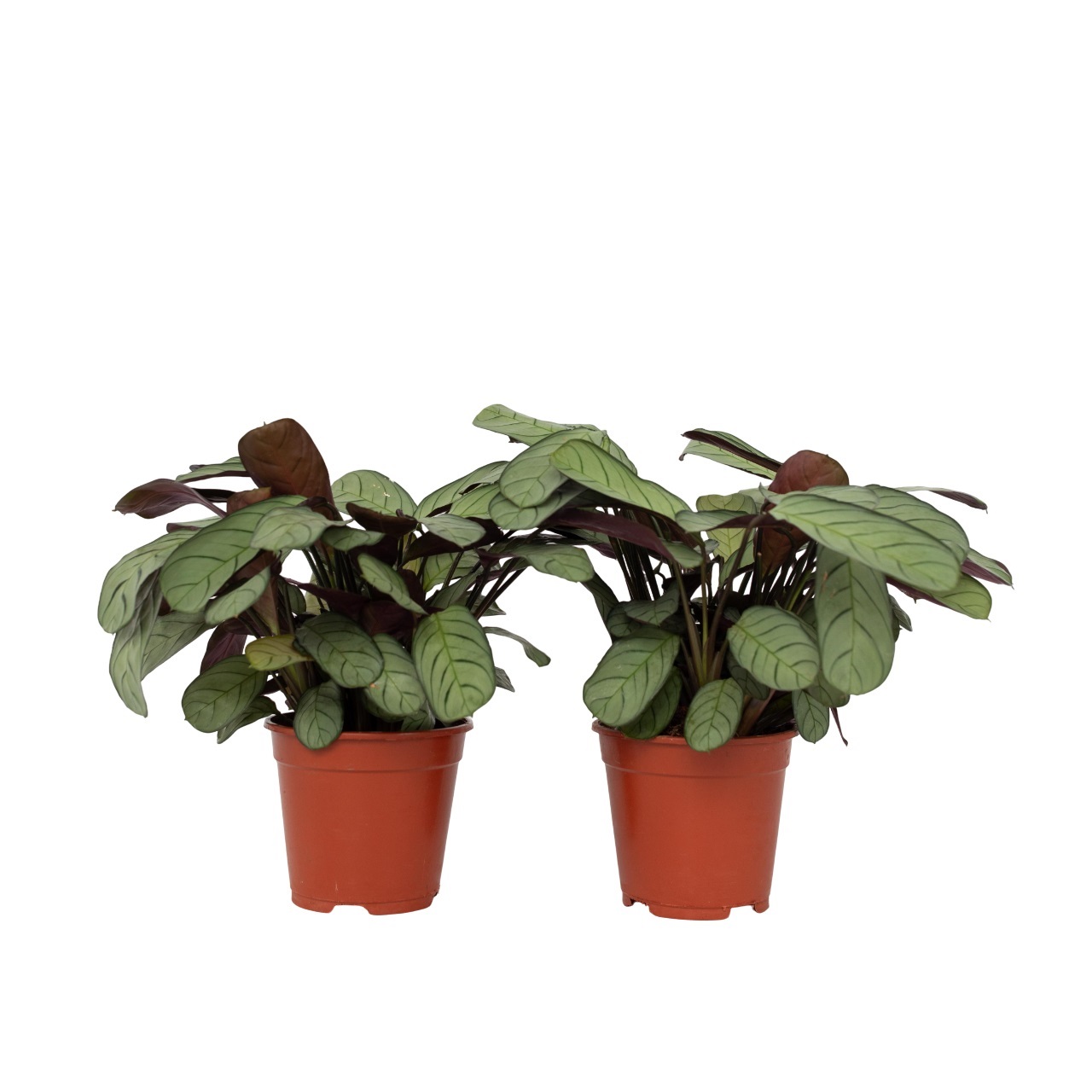 Amagris - Set van 2 - Ctenanthe Burle-Marxii - Hoogte 25-35cm -⌀14cm afbeelding