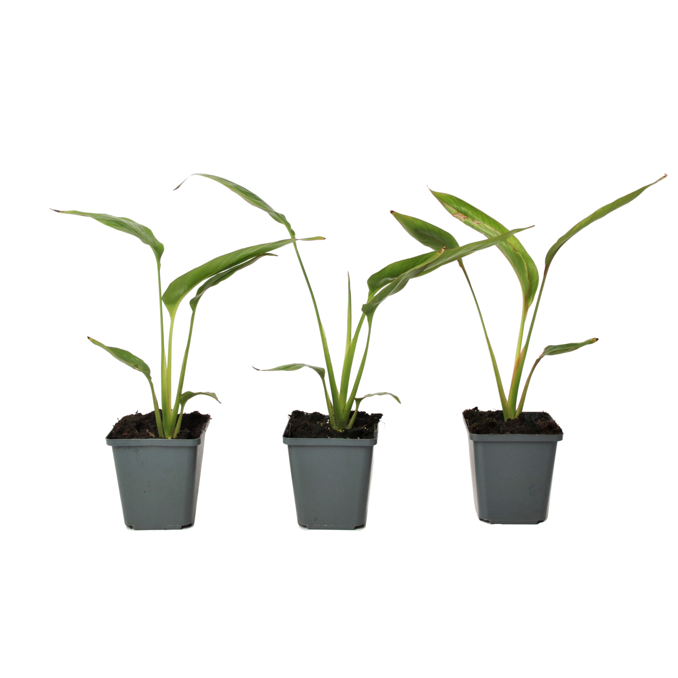 Reizigersboom - Set van 3 - Ravenala madagascariensis - Hoogte 25-40cm -⌀9cm afbeelding
