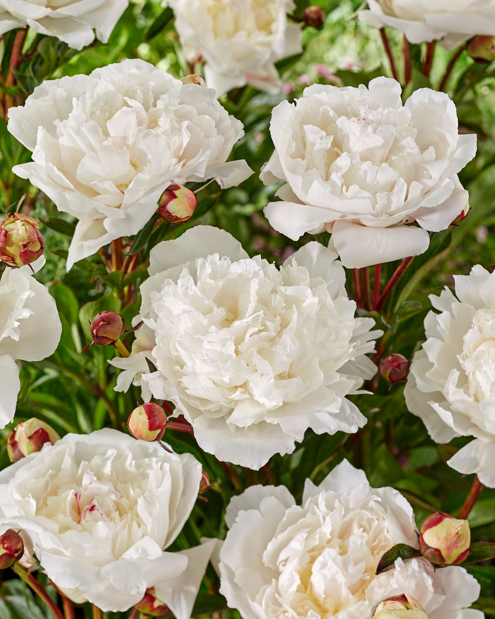 Pioenen - Set van 2 - Paeonia - Wortelstokken - Roze afbeelding