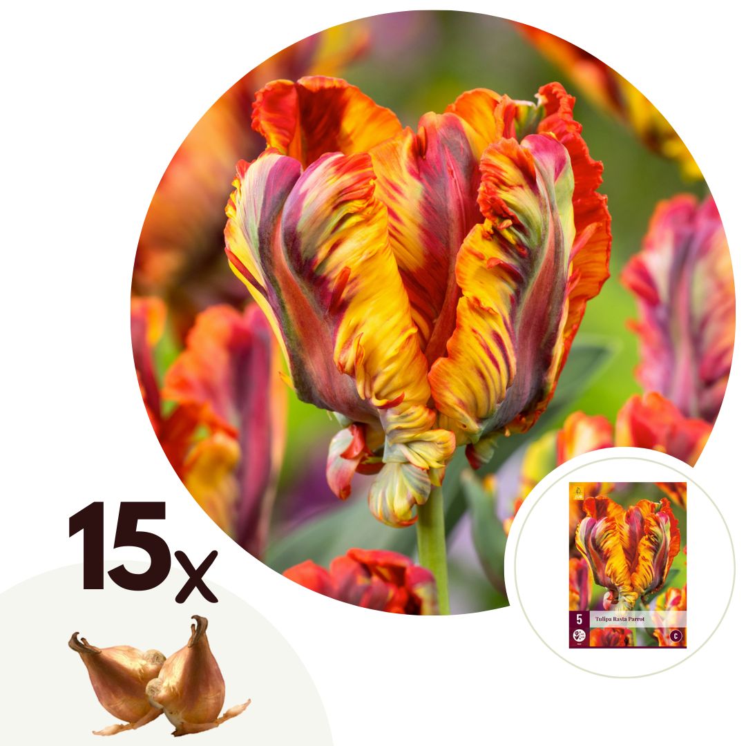 Tulpenbollen - Set van 15 - Tulipa'Rasta Parrot'- Bloembollen - Wit afbeelding