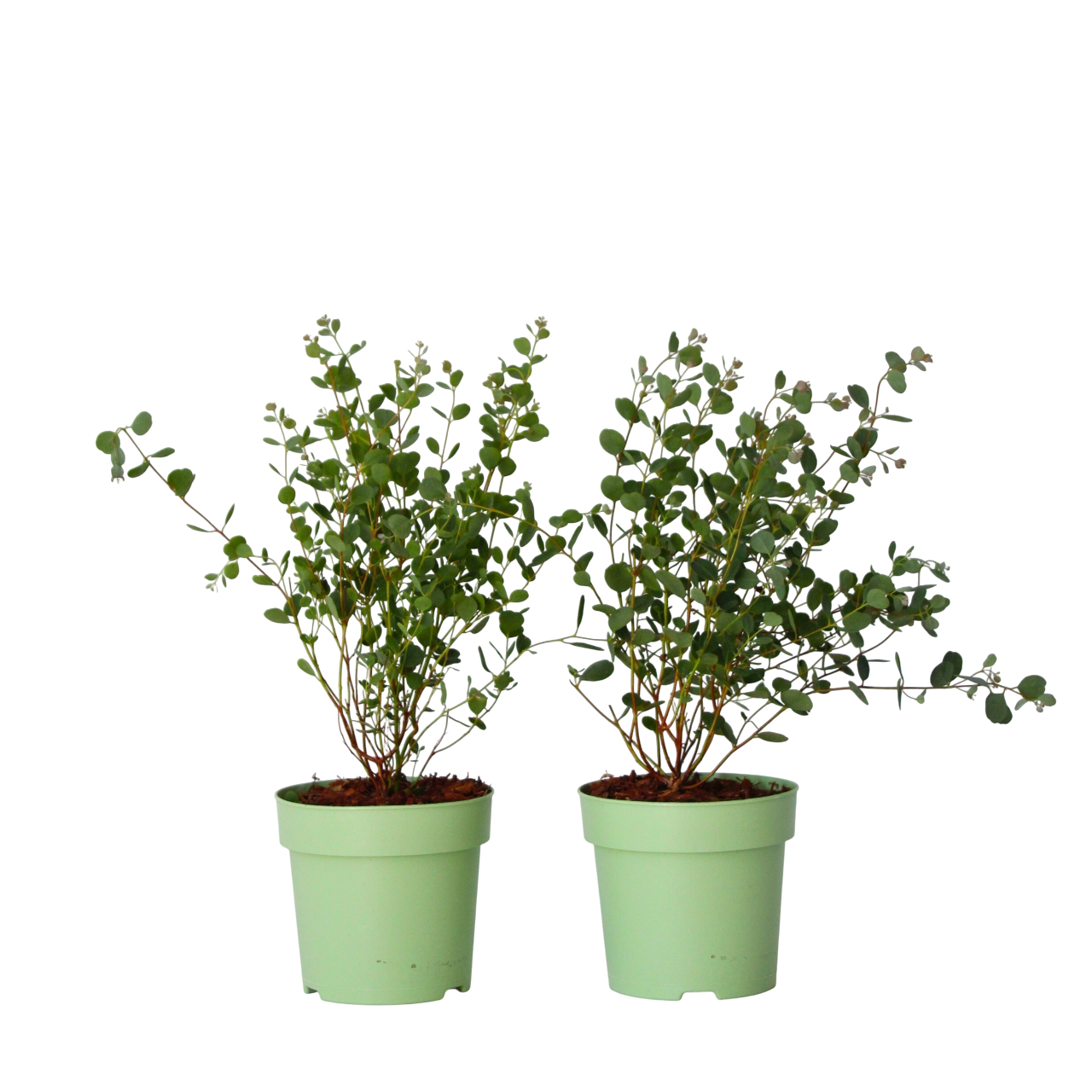 Eucalyptusplant - Set van 2 - Eucalyptus Botanic Hearts - Hoogte 35-45cm -⌀15cm afbeelding