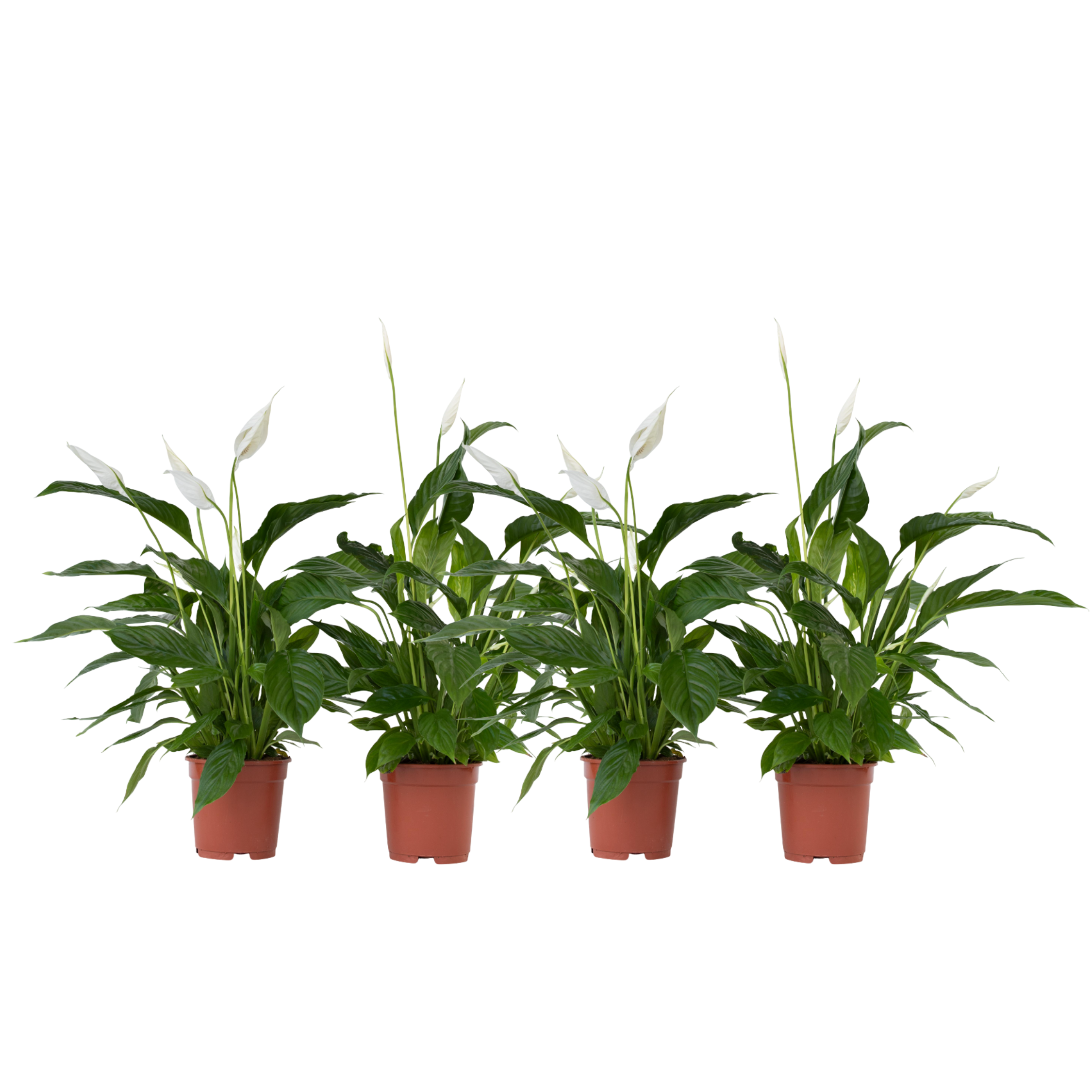 Lepelplant - Set van 4 - Spathiphyllum'Lima'- Hoogte 60-75cm -⌀12cm afbeelding