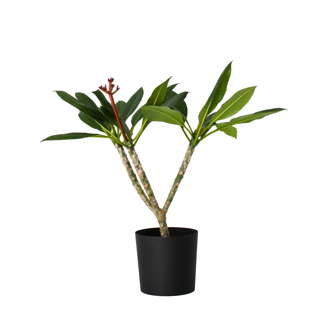 Frangipani wit - Plumeria rubra'White'- Hoogte 55-70cm -⌀17cm afbeelding