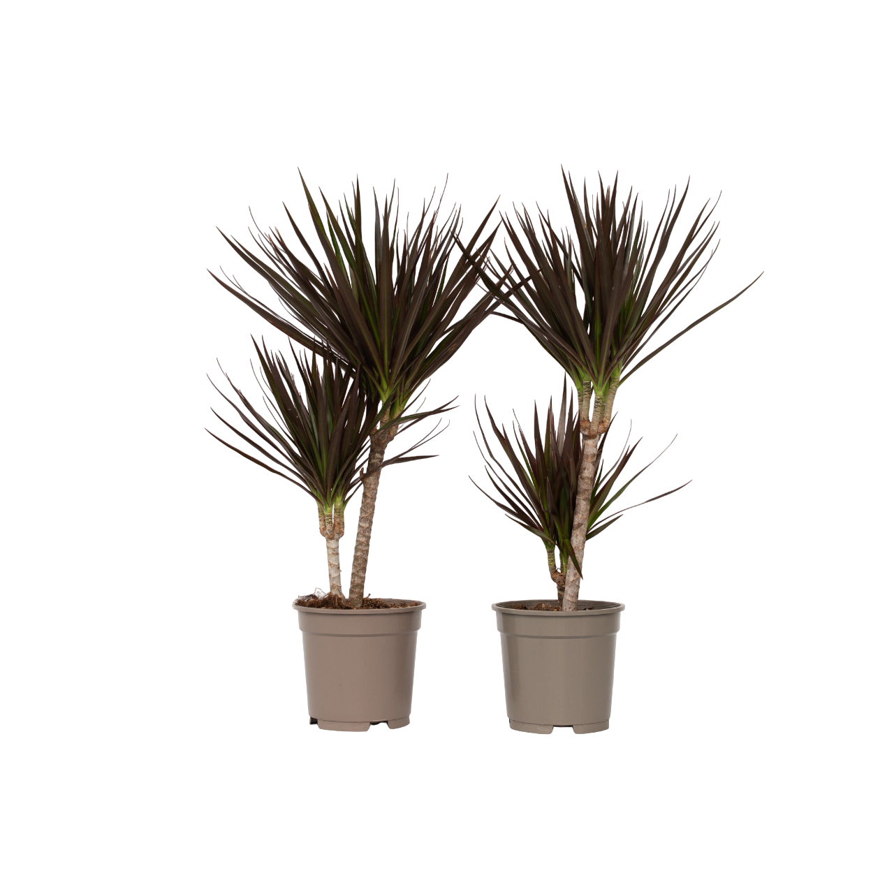 Drakenbloedboom - Set van 2 - Dracaena'Magenta'- Hoogte 70-80cm -⌀17cm afbeelding