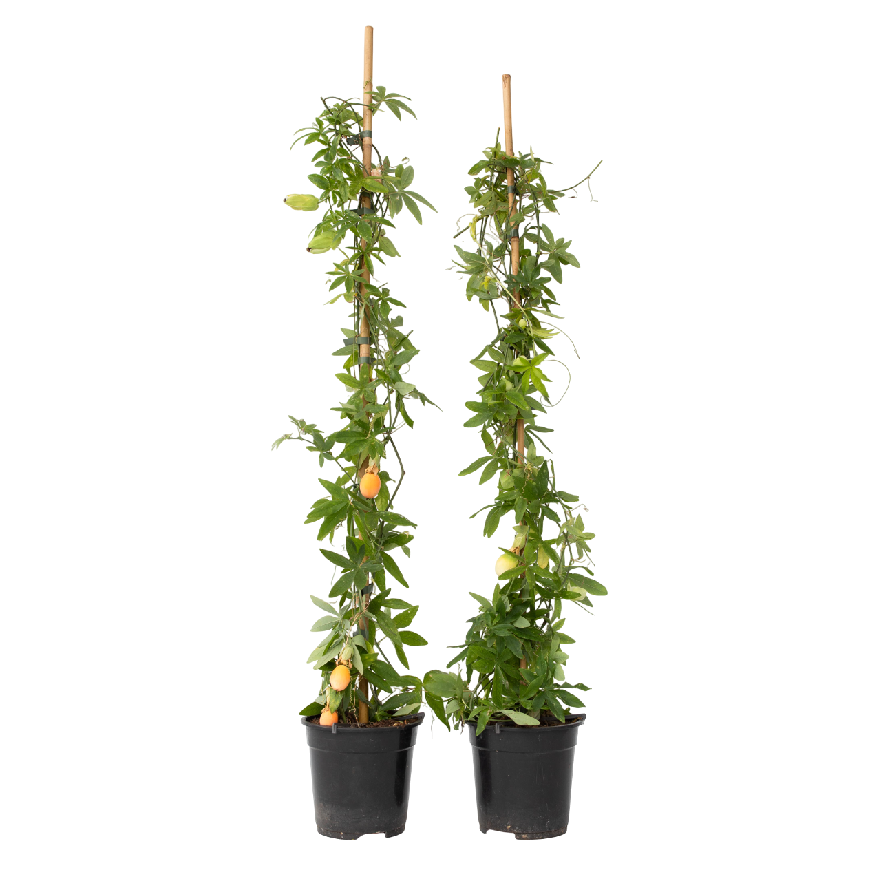Passiebloem - Set van 2 - Passiflora caerulea - Hoogte 110-120cm -⌀17cm afbeelding